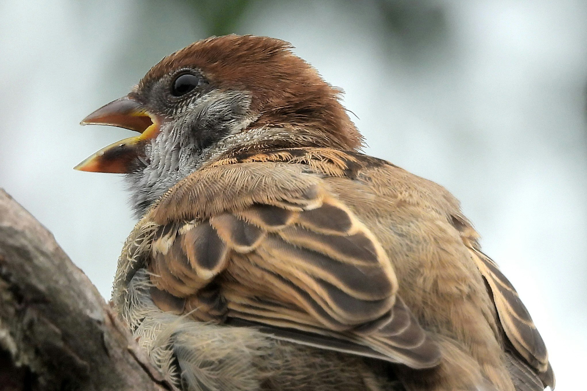 2026-03-zoom-report-cover-image