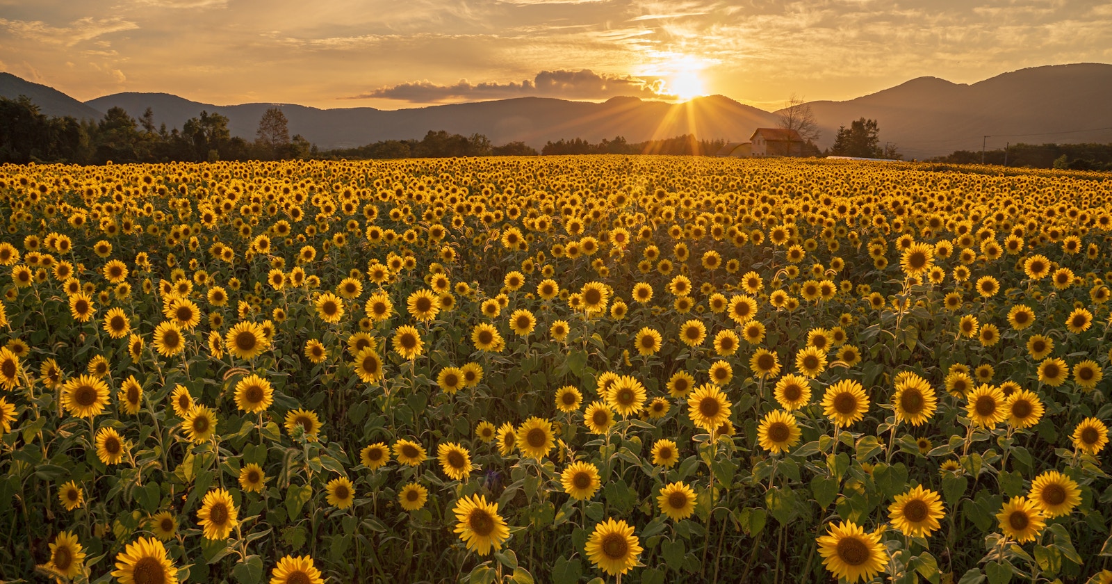 #Sunflower | Stunning Sunflower Fields Across Japan | Focus #275