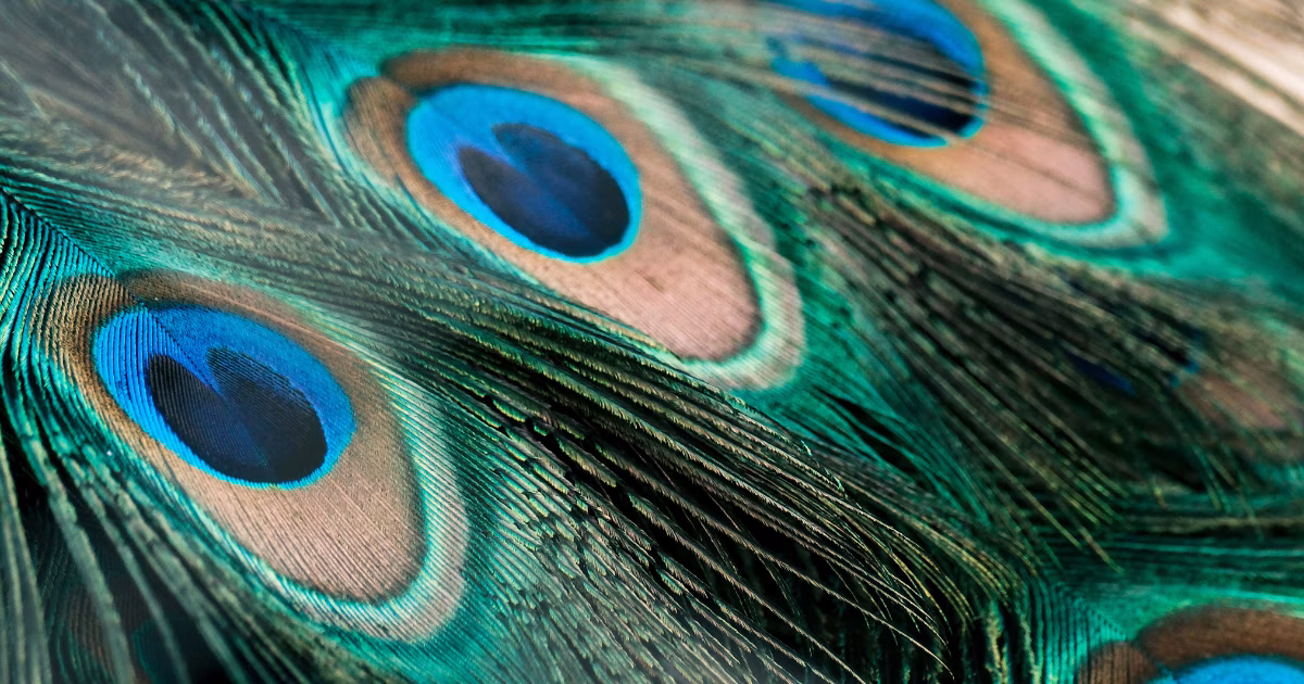 #pattern | Muster in der Stadt, Muster in der Natur | Focus #628