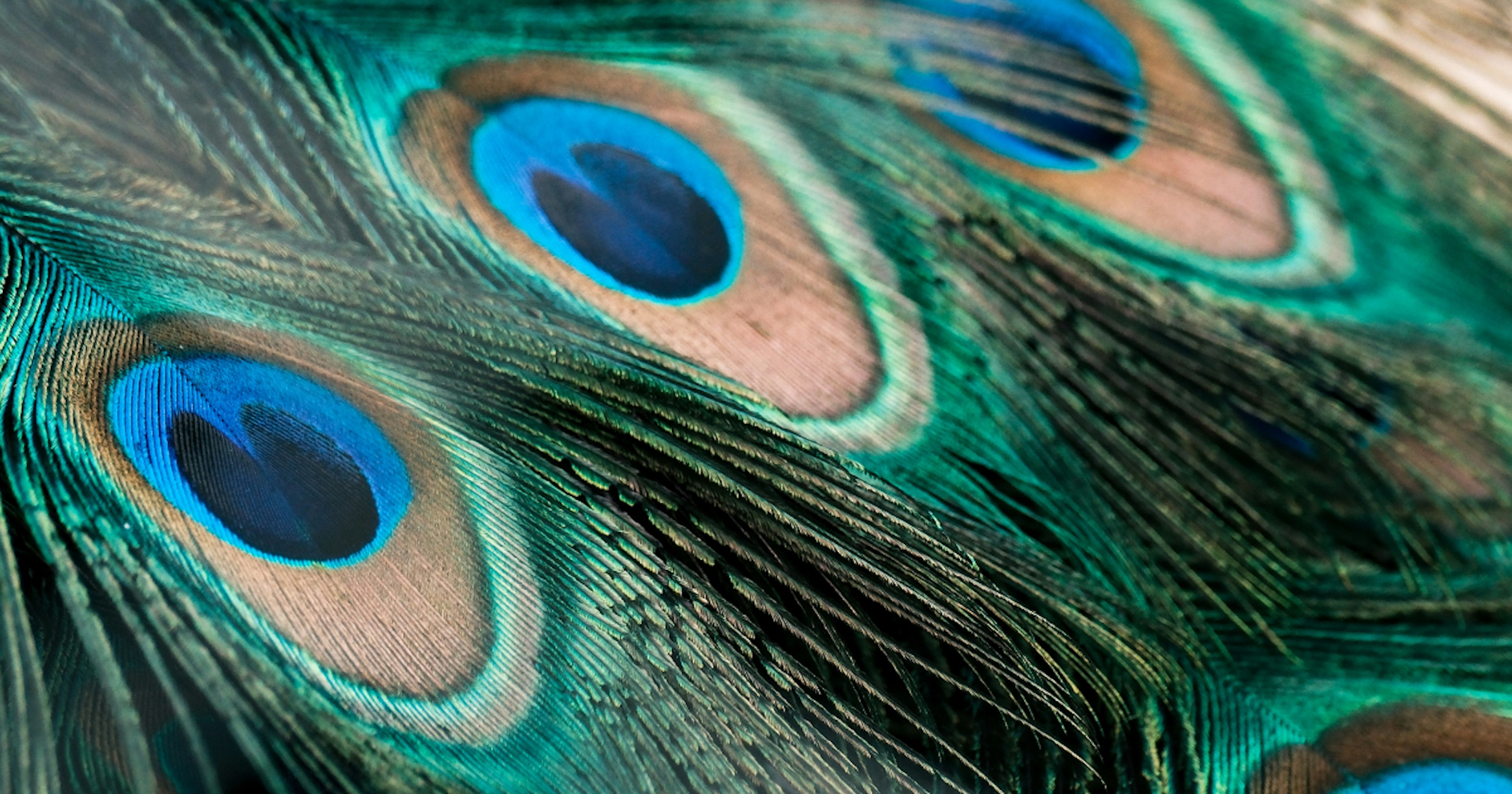 #pattern | Patterns in the City, Patterns in Nature | Focus #628