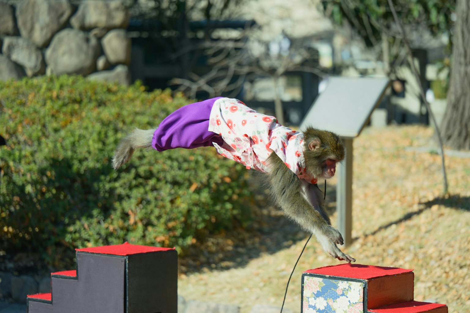 2025-05-masa-ultimate-baddy-tamron-90mm-f2-8-image-12