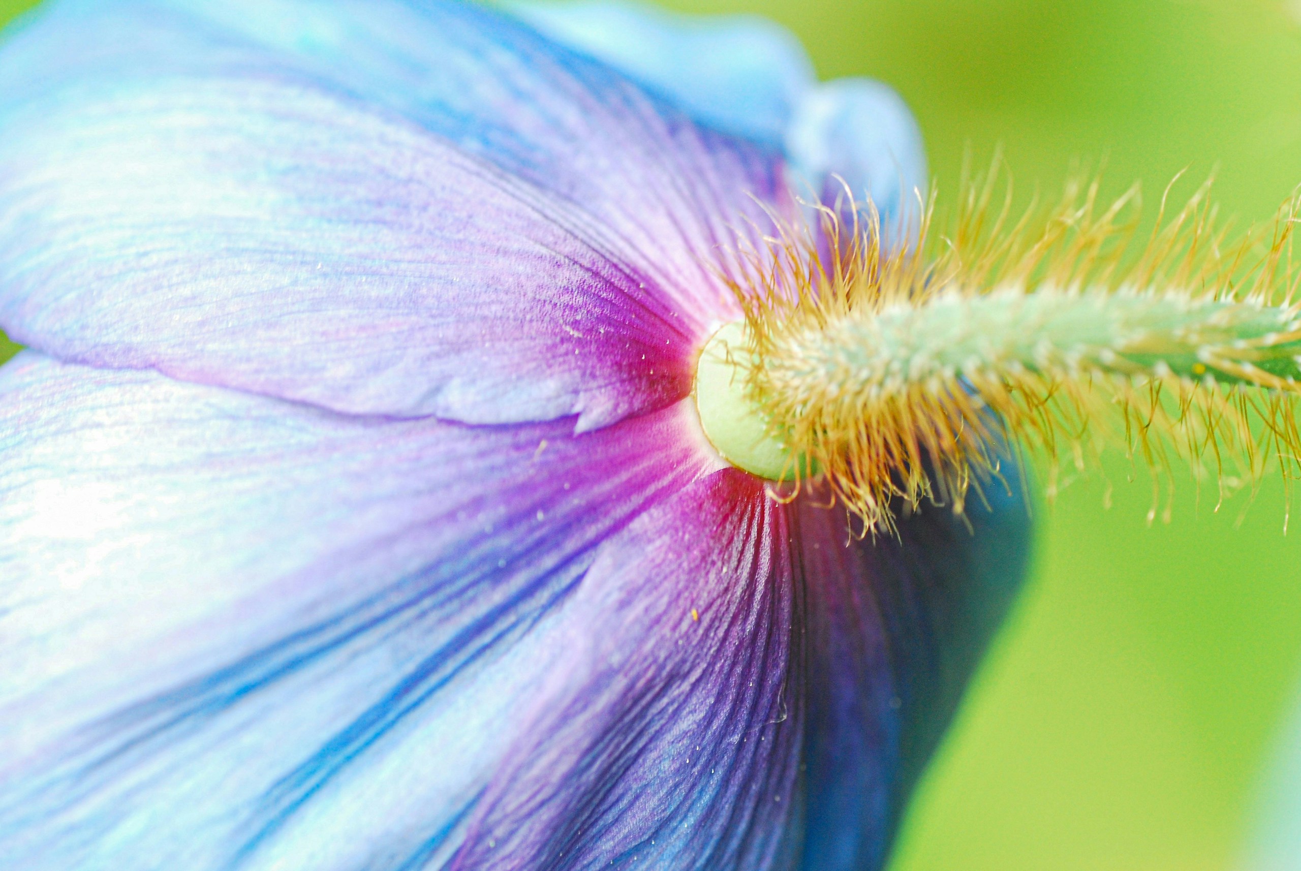 2024-09-macro-photography-introduction-image-12