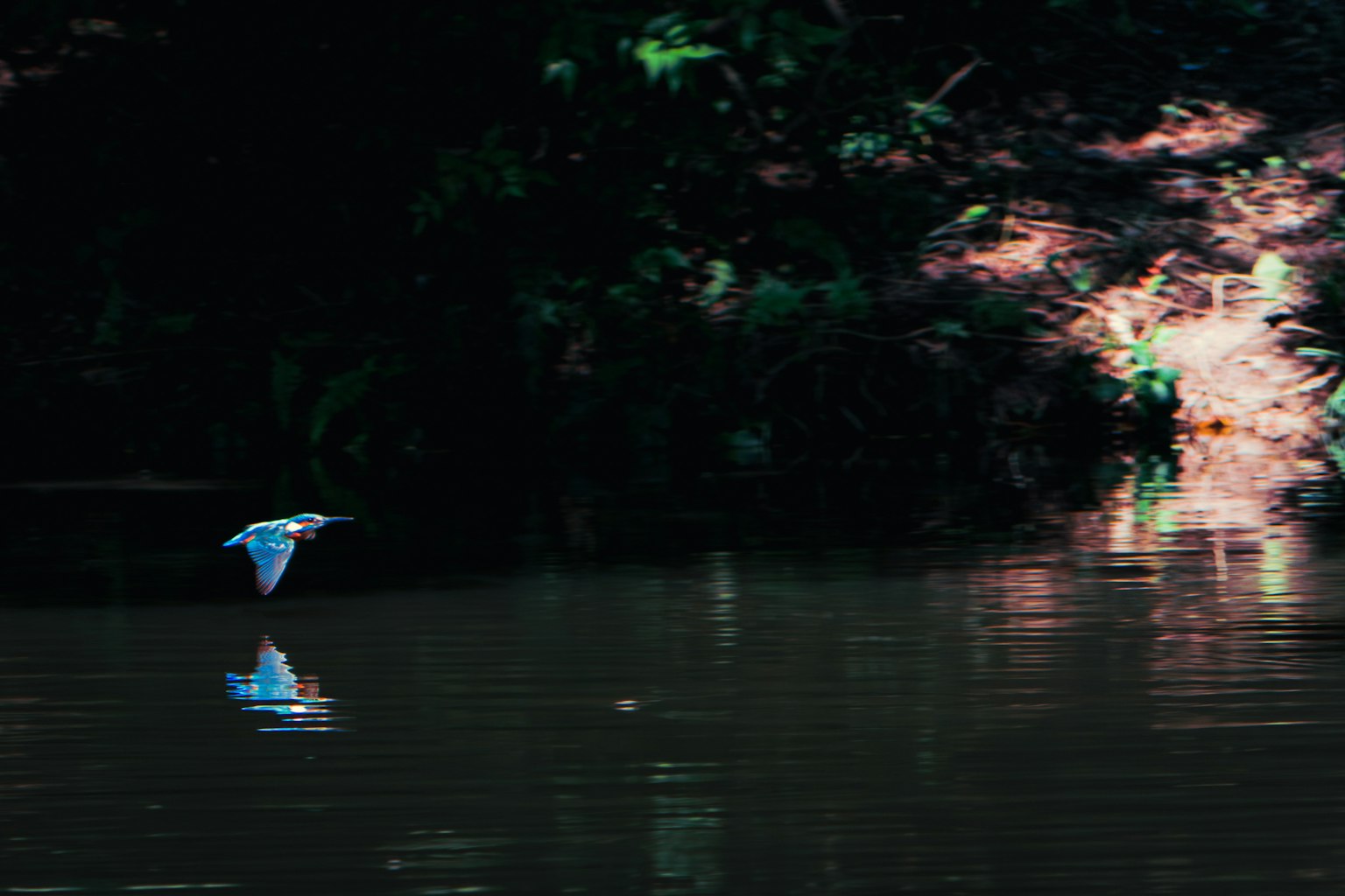 2024-11-color-comparison-film-digital-image-9