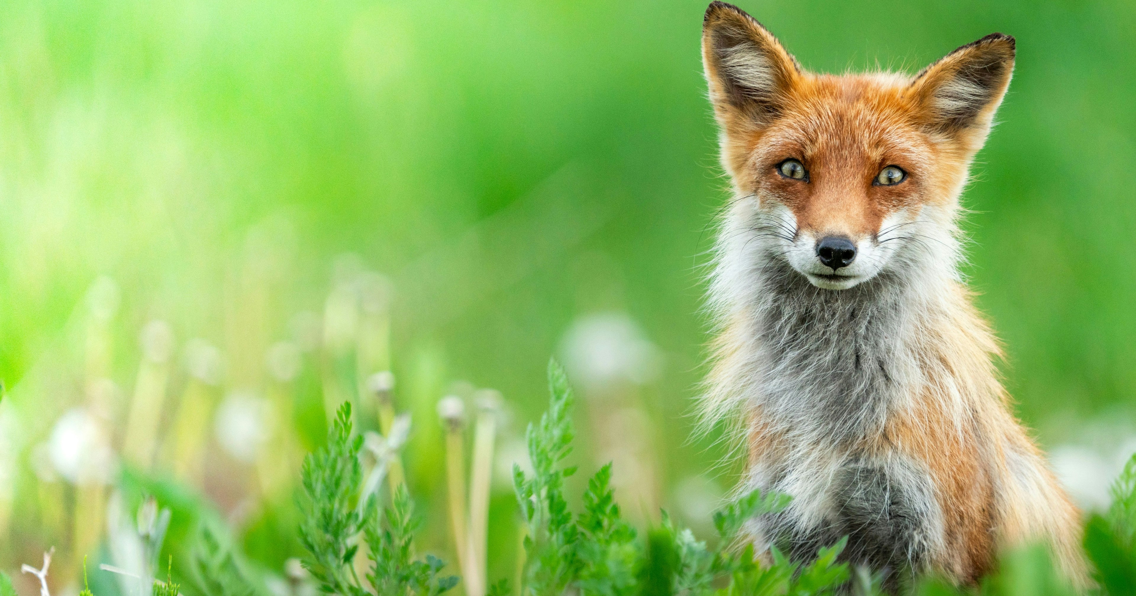 2024-12-wildlife-photography-close-approach-tips-cover-image