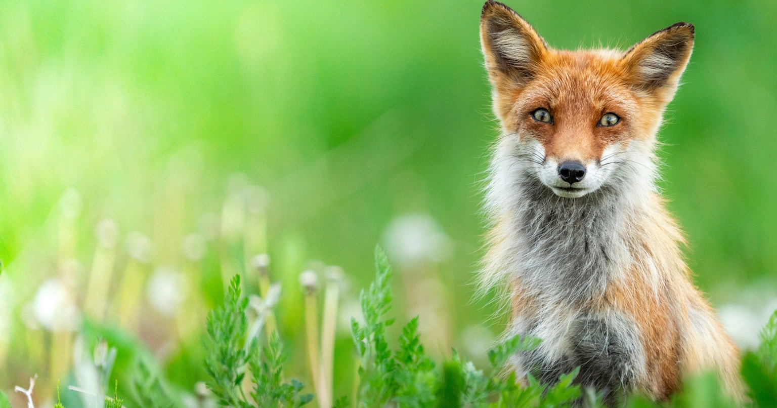 เคล็ดลับการถ่ายภาพสัตว์ป่าให้ใกล้ชิดและมีชีวิตชีวา | Knowledge #168