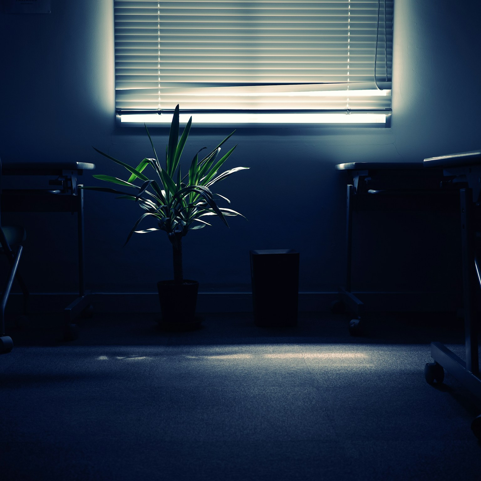 2024-03-spotlight-by-yanma222-z-k-sentimental-jong-cover-image