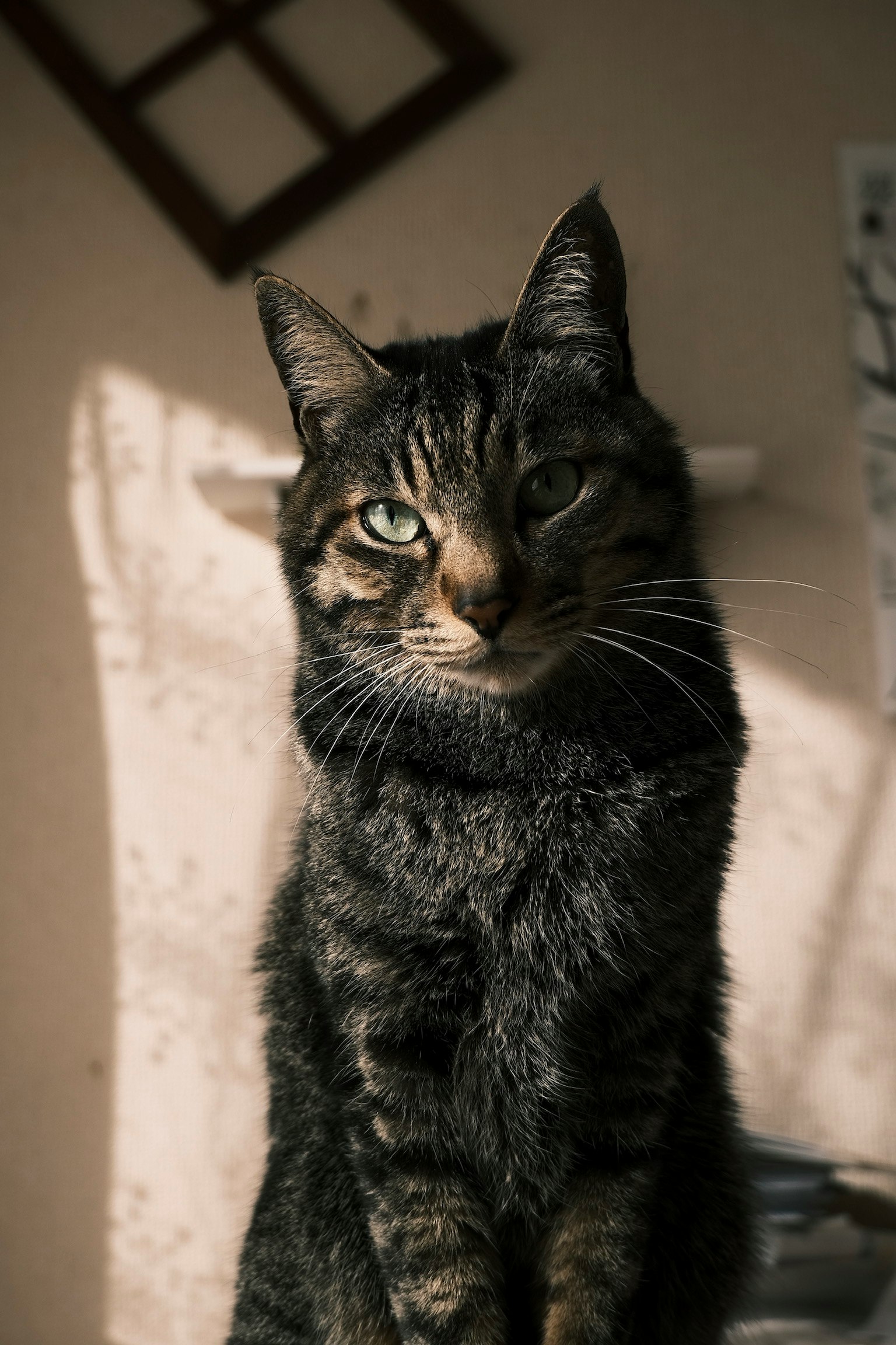2025-11-cat-in-photography-image-2