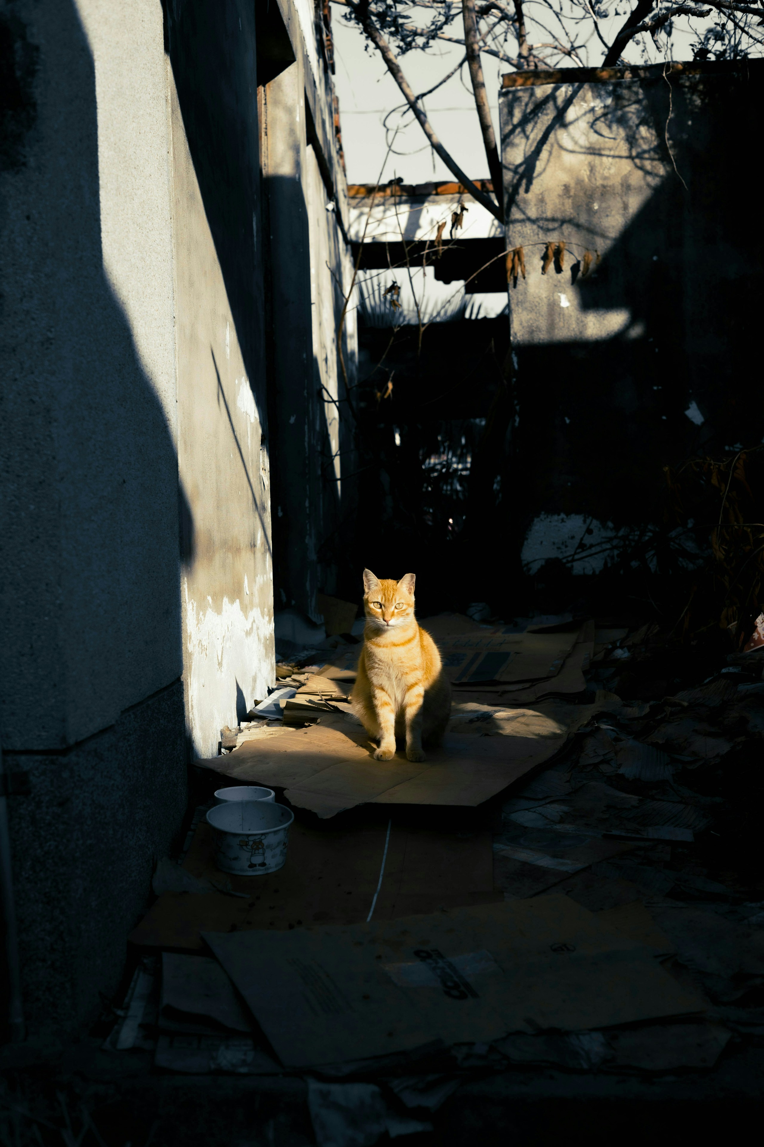 2026-04-find-new-pieces-cat-image-26