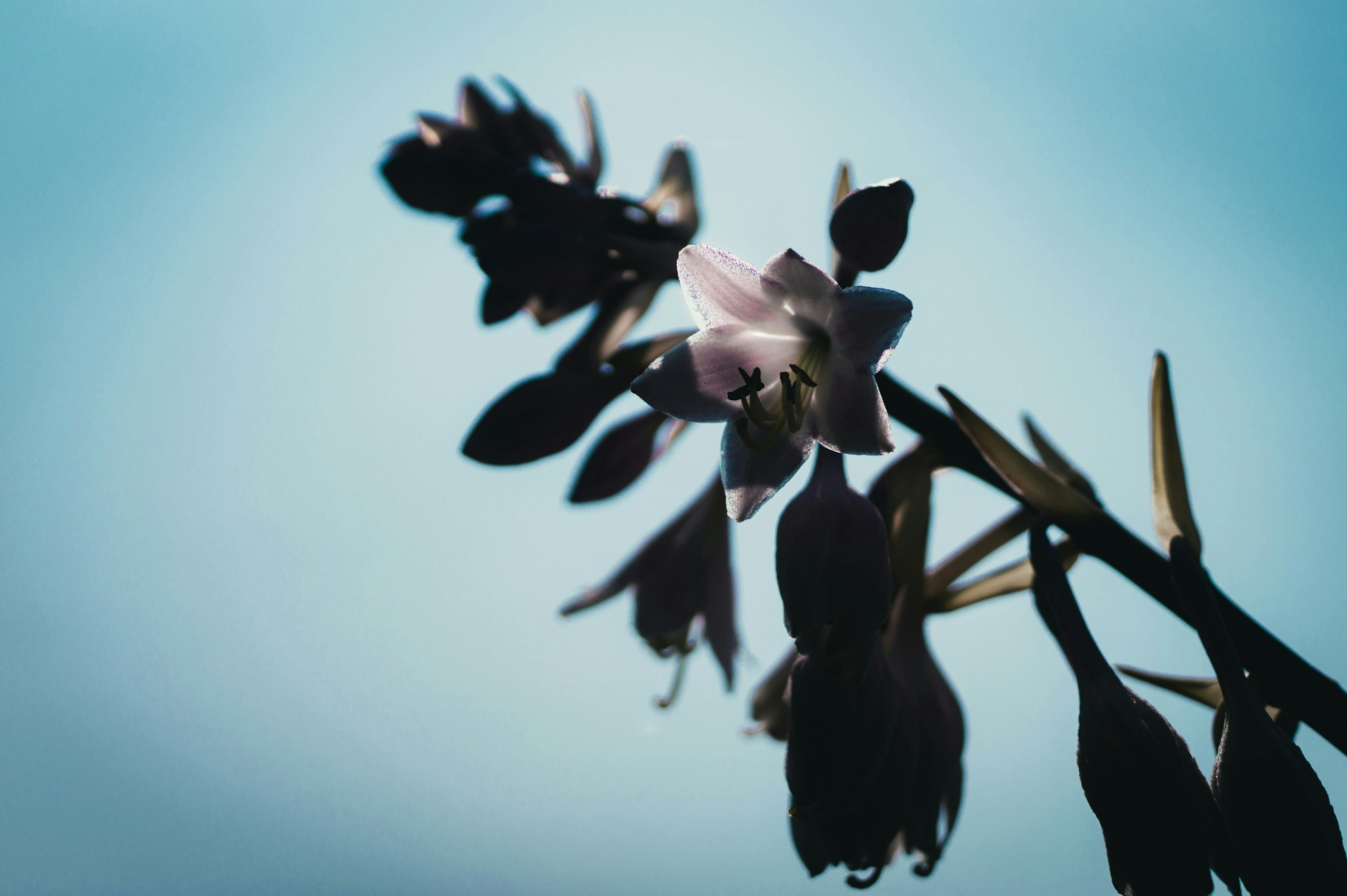 Photo by daphoto