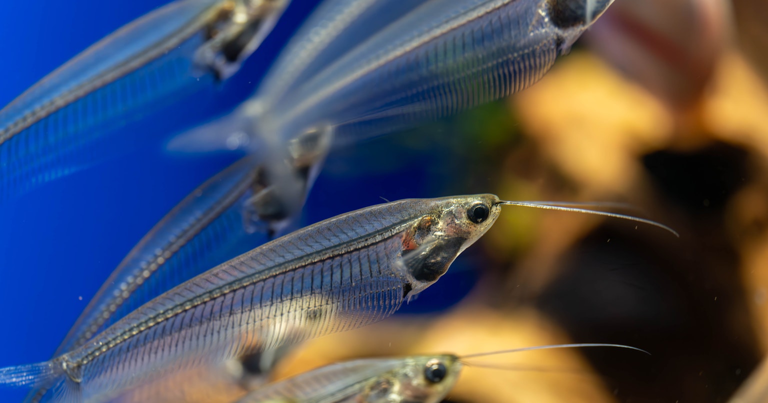 2024-03-fish-gate-cover-image