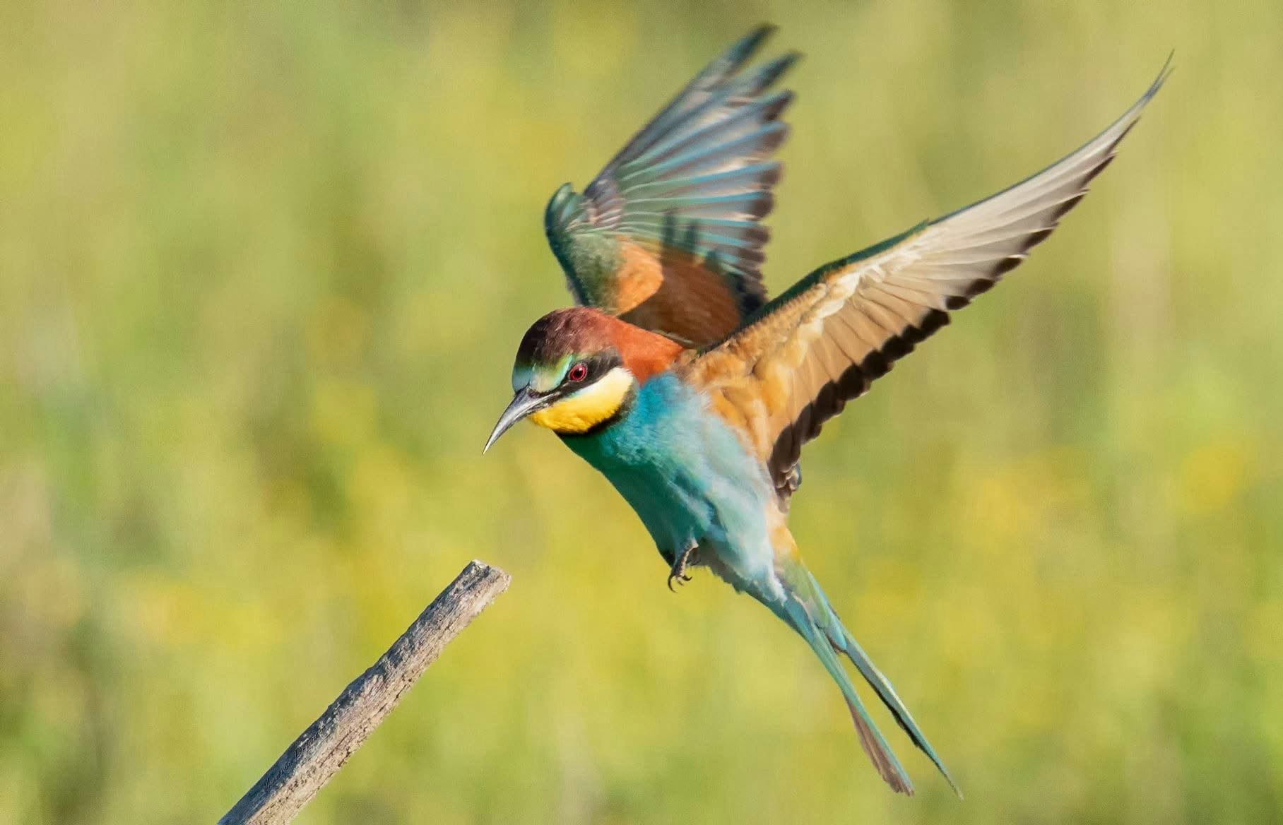 2026-03-animal-image-5