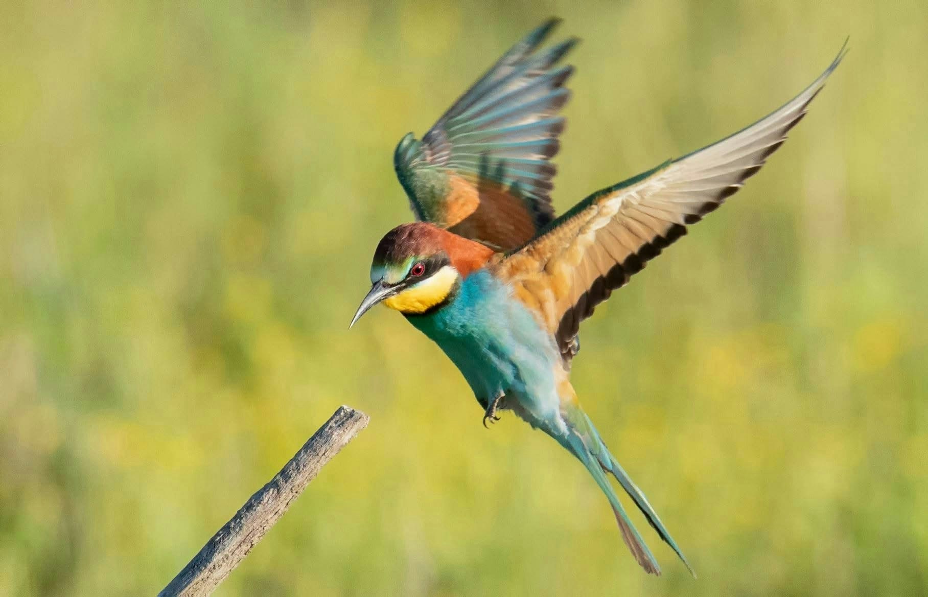 2026-03-animal-image-5