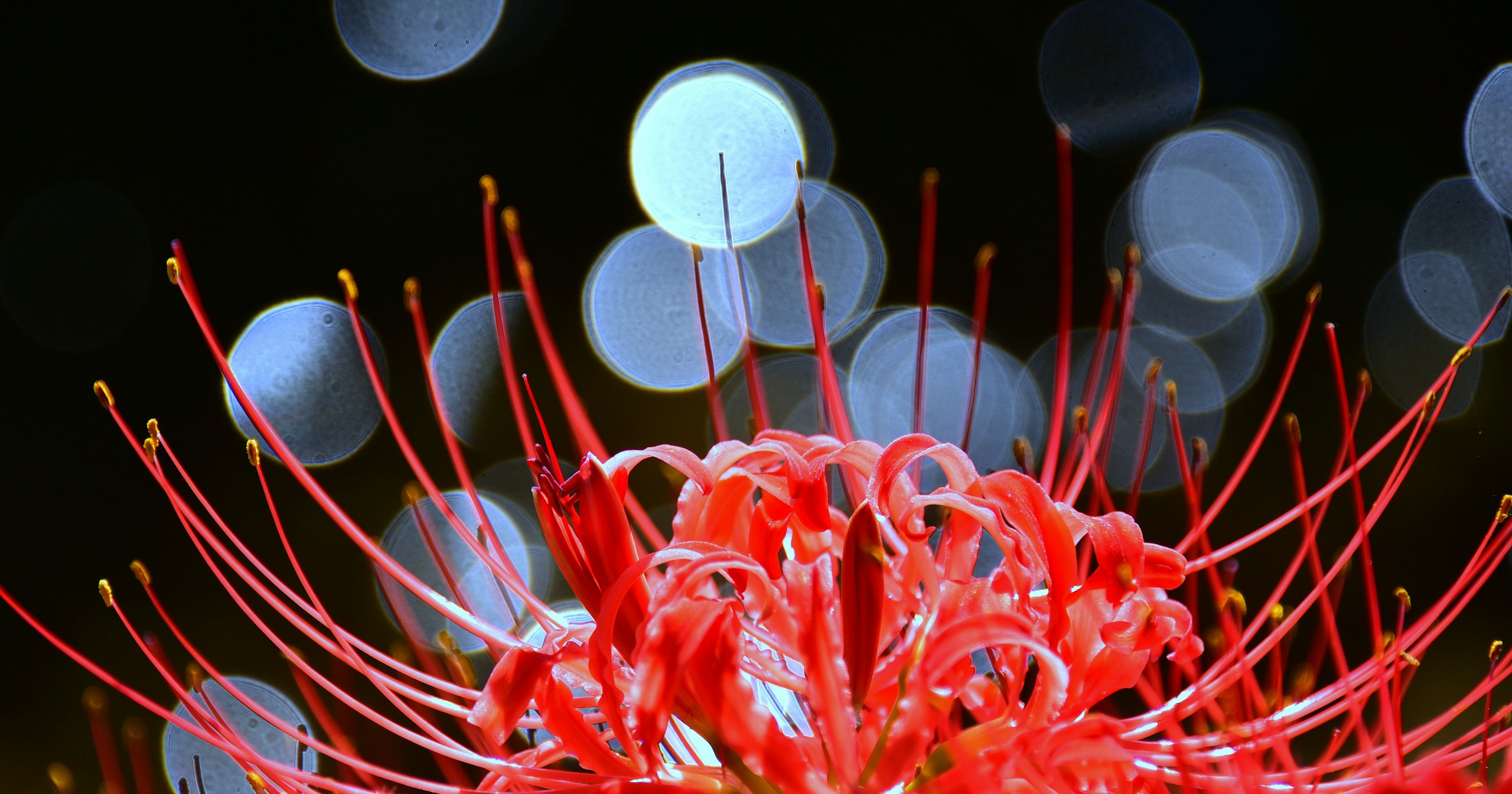 Capturing the Beauty of Lycoris Radiata During Autumn Equinox | Focus #305