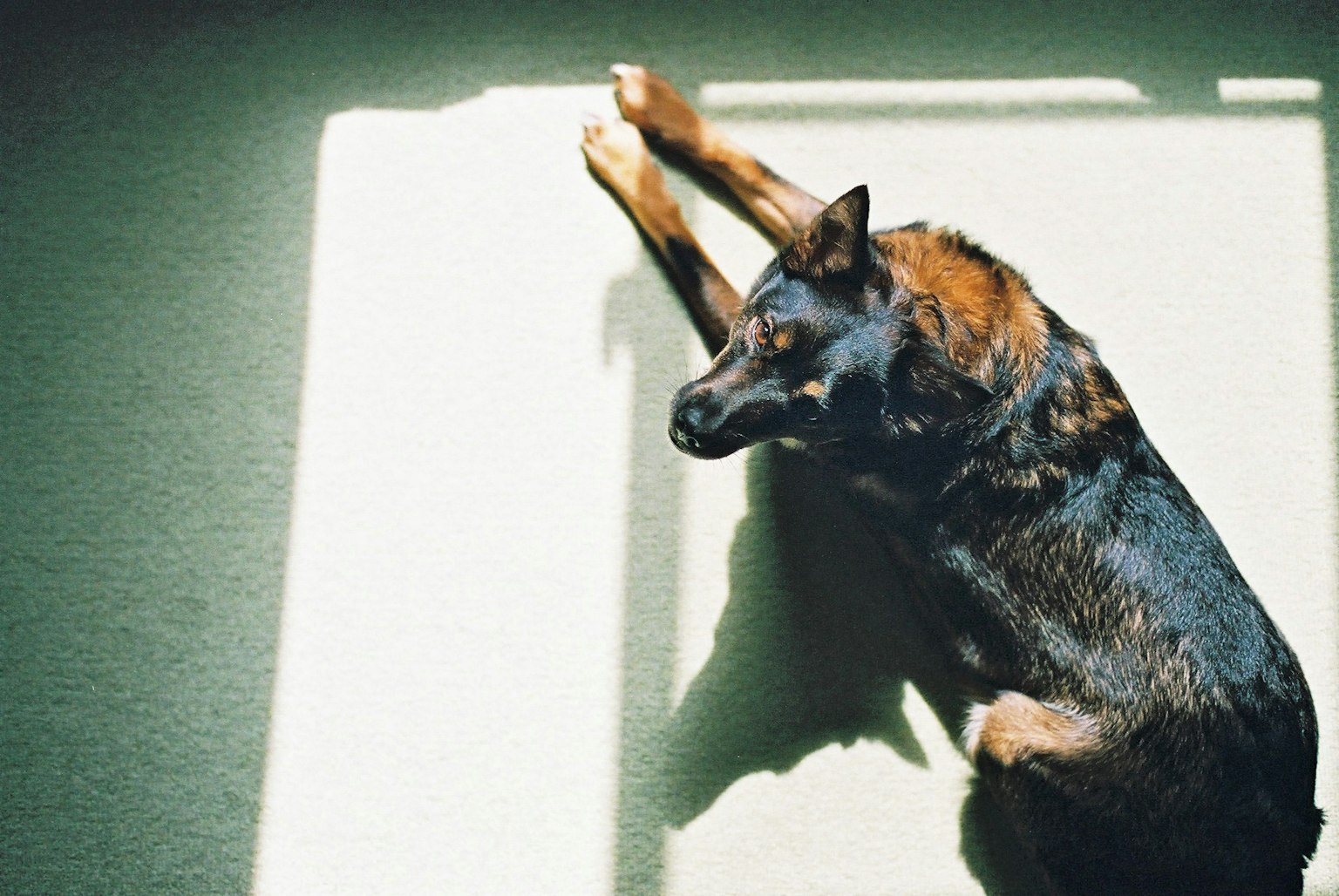 2024-09-vintage-camera-boom-analog-charm-image-8