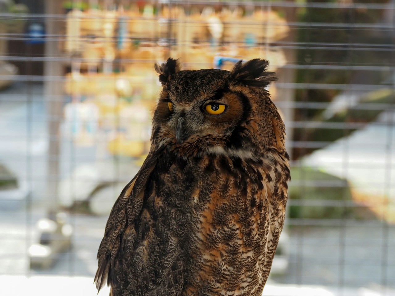 Tipps zum Fotografieren von Tieren im Zoo | Focus #263