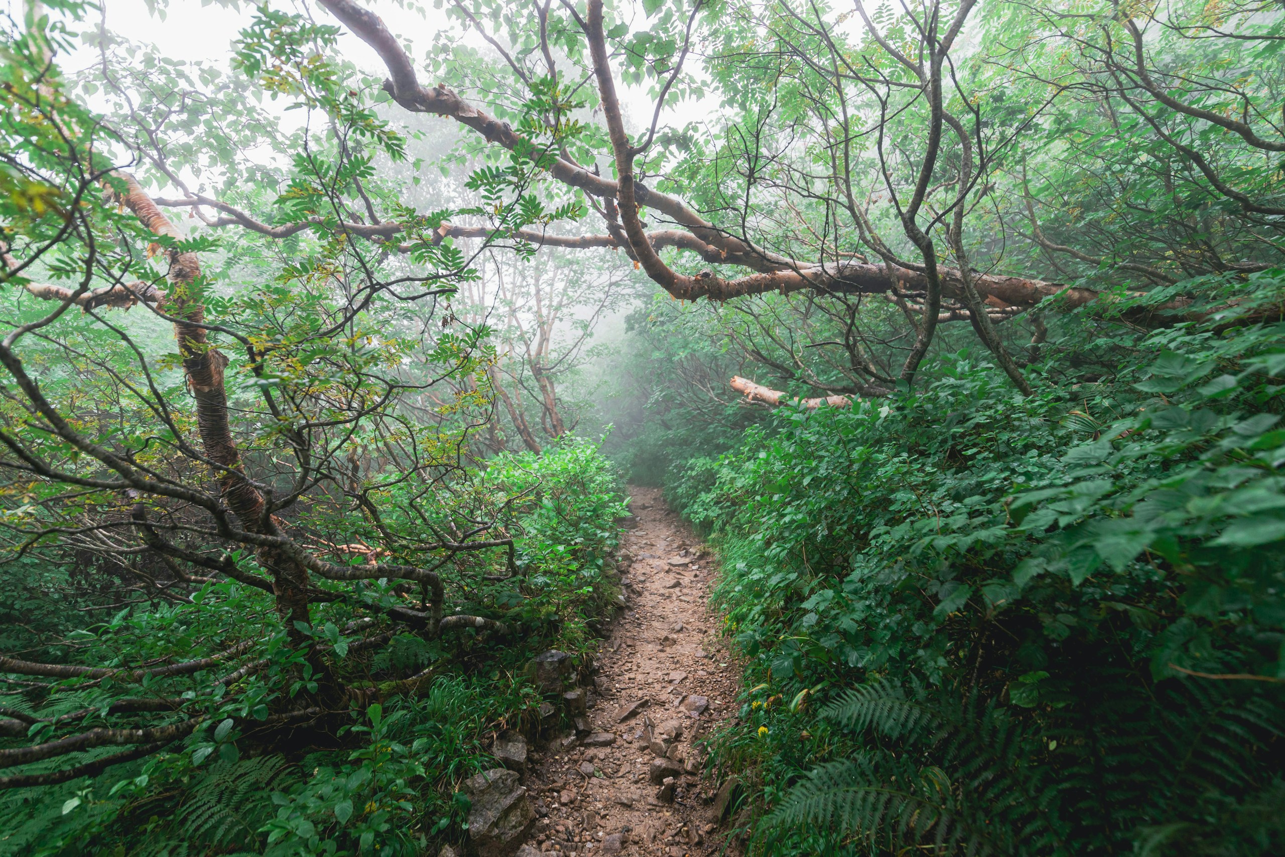 2026-02-reading-the-trail-image-4