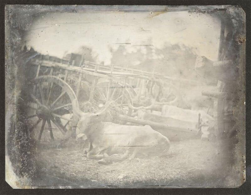 2024-03-photorgraphys-pioneer-pets-image-10