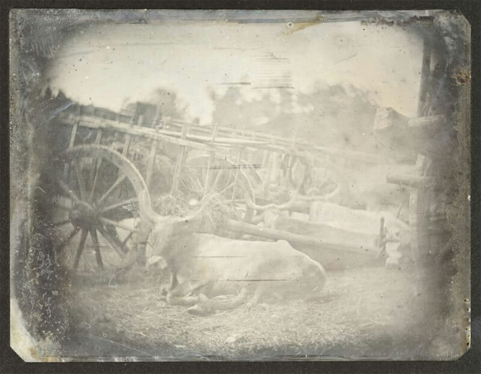 2024-03-photorgraphys-pioneer-pets-image-10