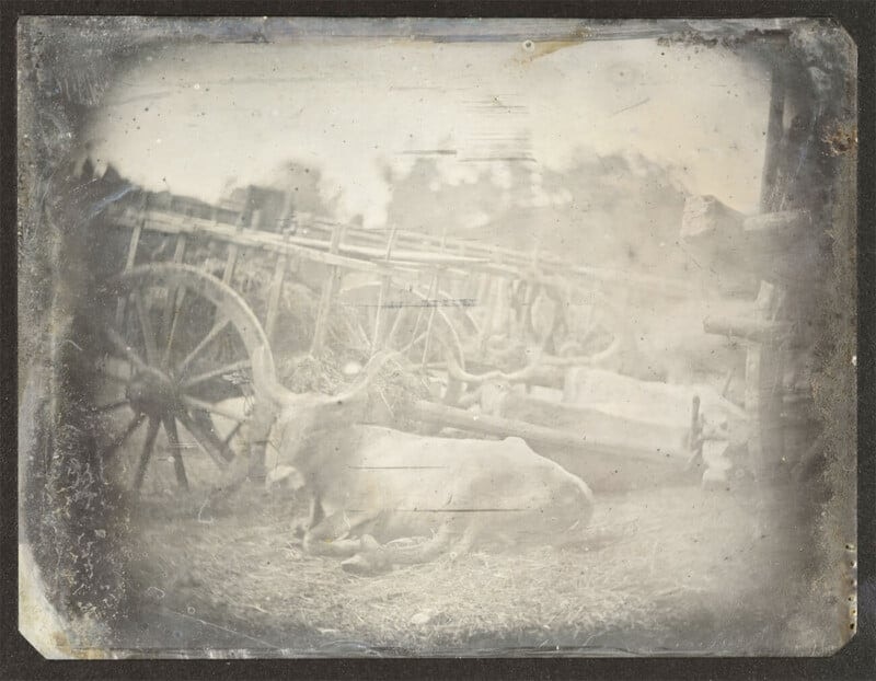2024-03-photorgraphys-pioneer-pets-image-10