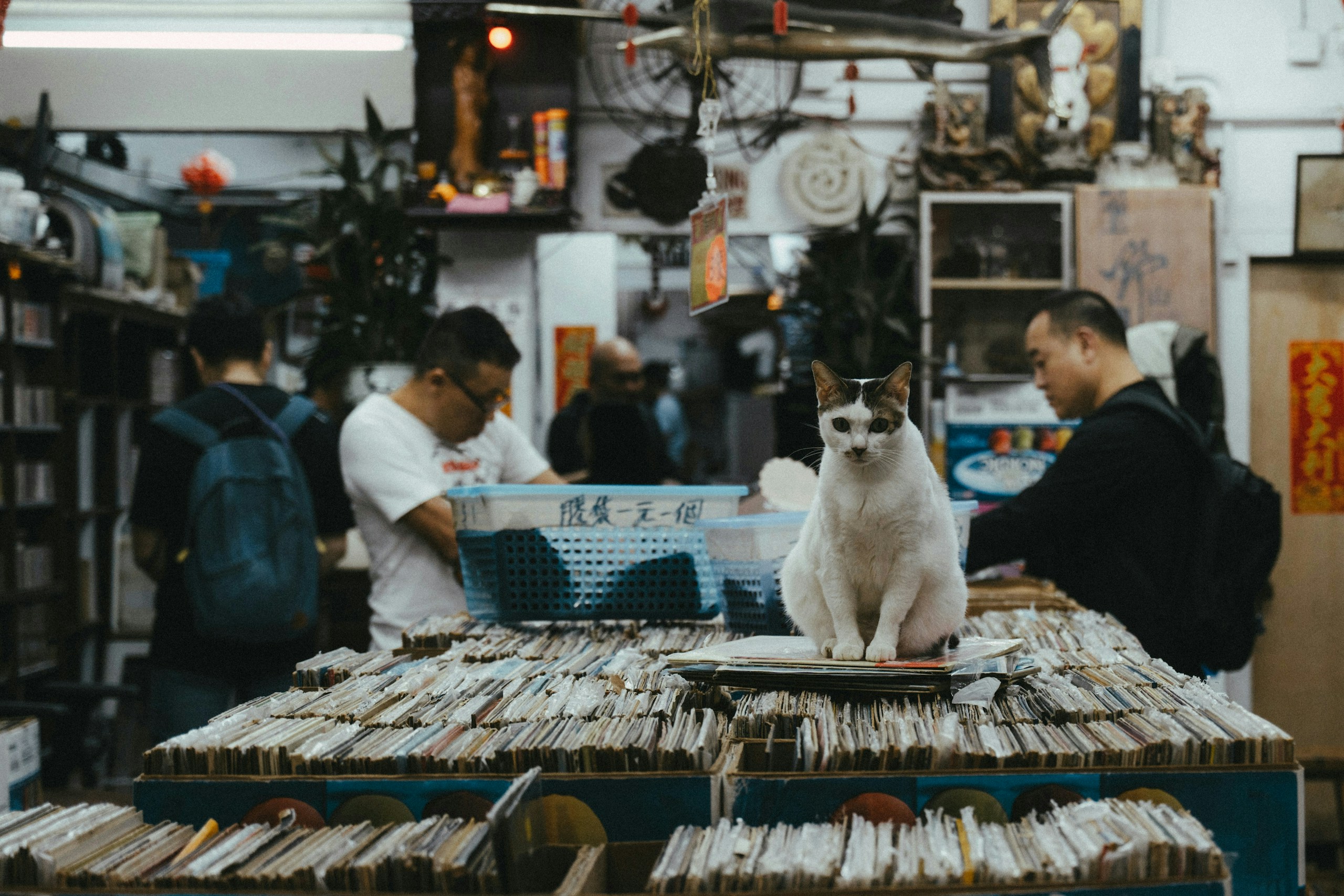 2026-04-find-new-pieces-cat-image-62