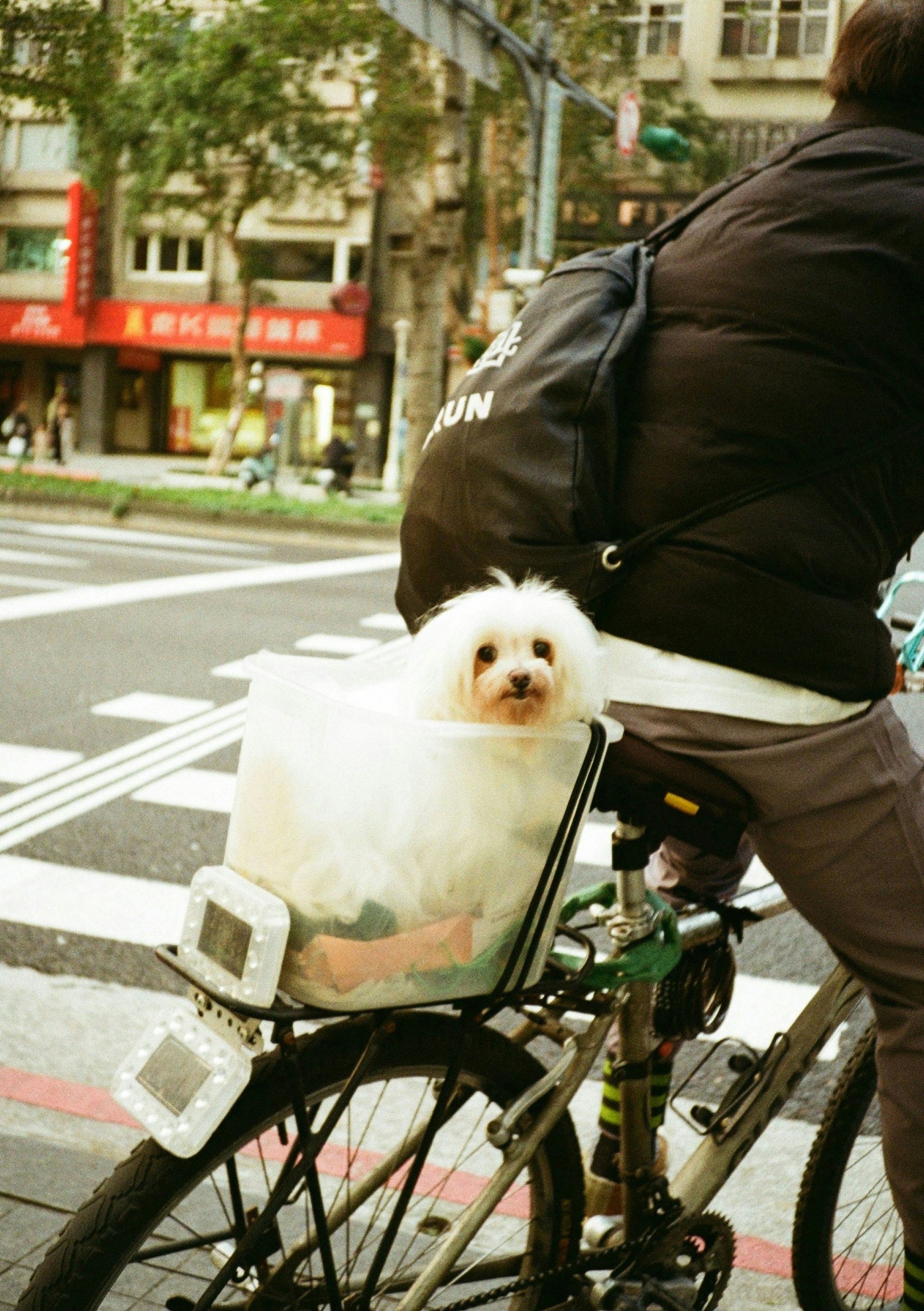 2026-09-find-new-pieces-dog-image-16