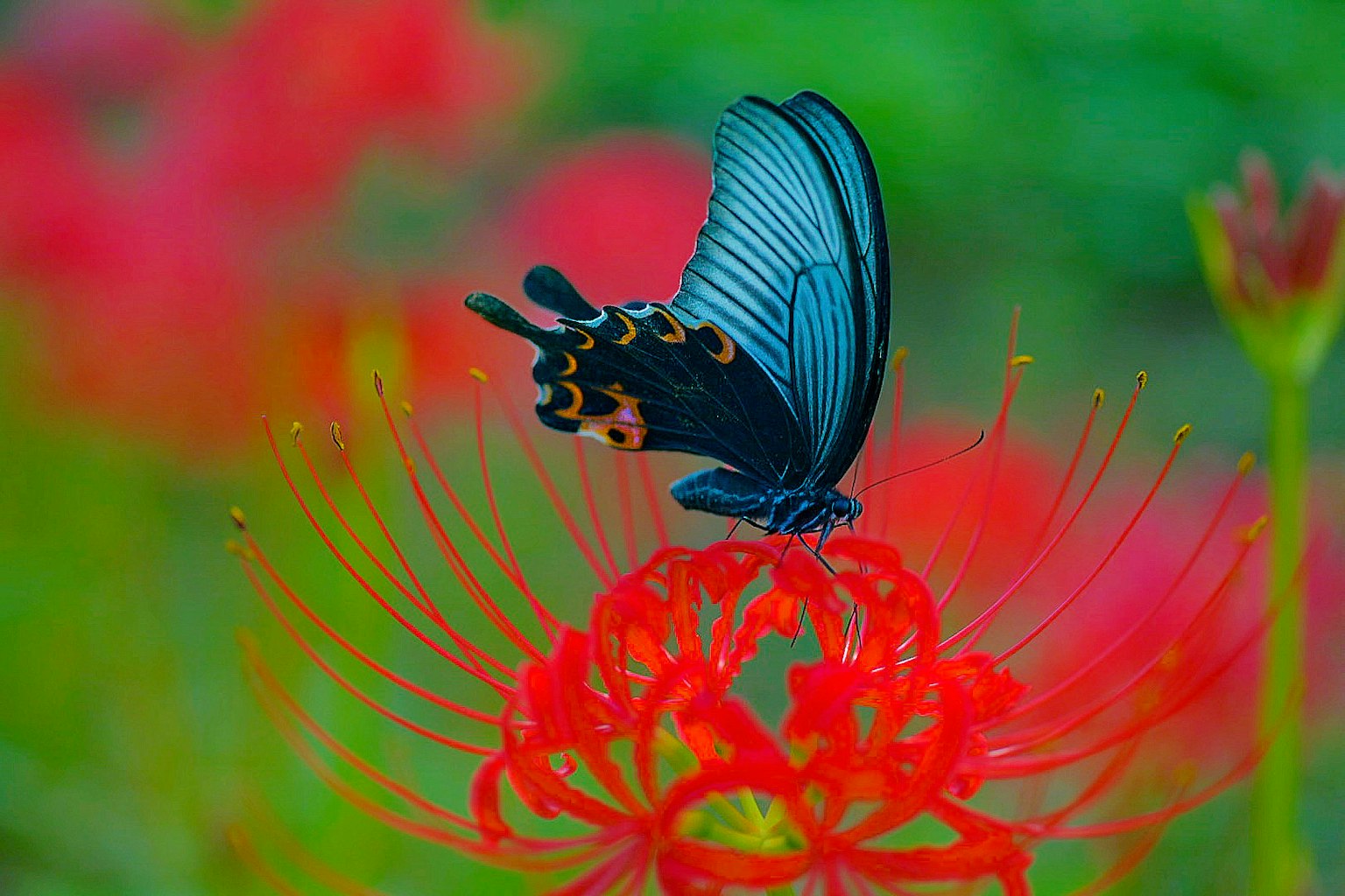 2024-04-macro-world-of-insects-image-6