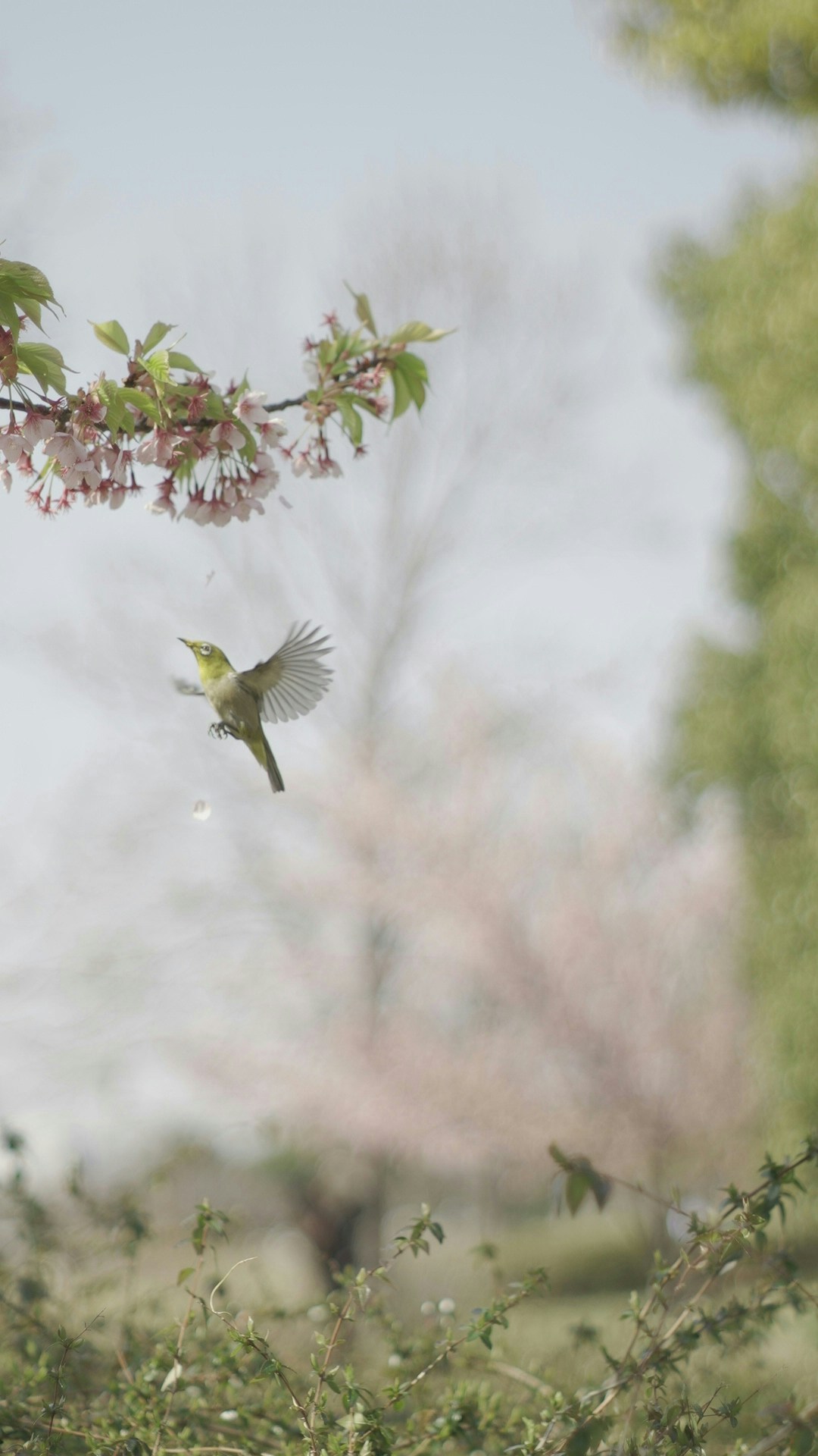 2026-01-bird-photograph-with-liestening-image-4