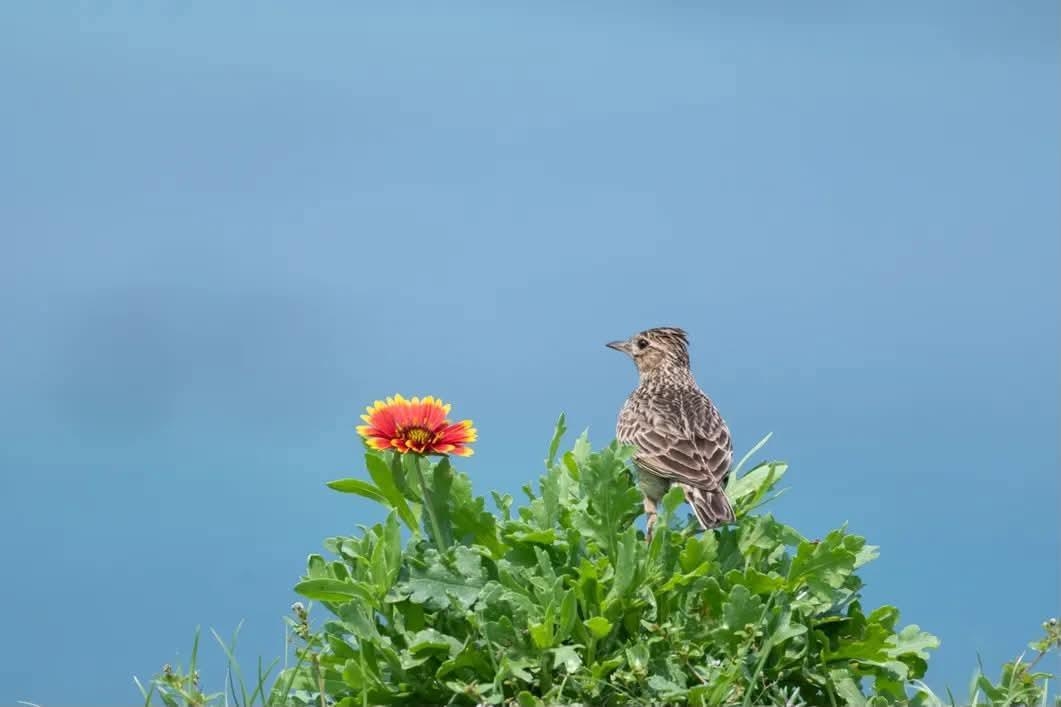 2026-07-find-new-pieces-wild-birds-image-24