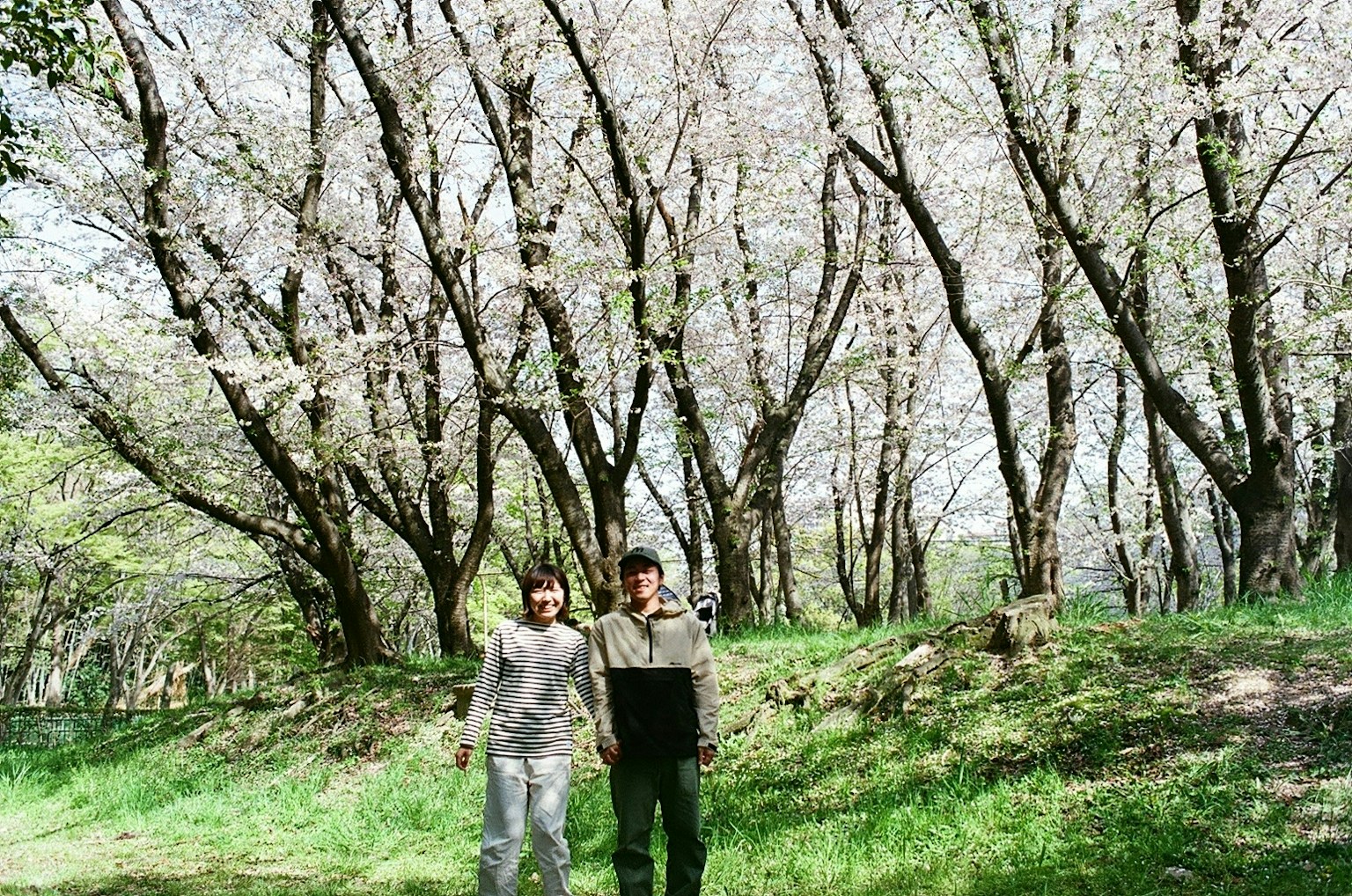 2026-03-cherry-blossom-memory-image-4