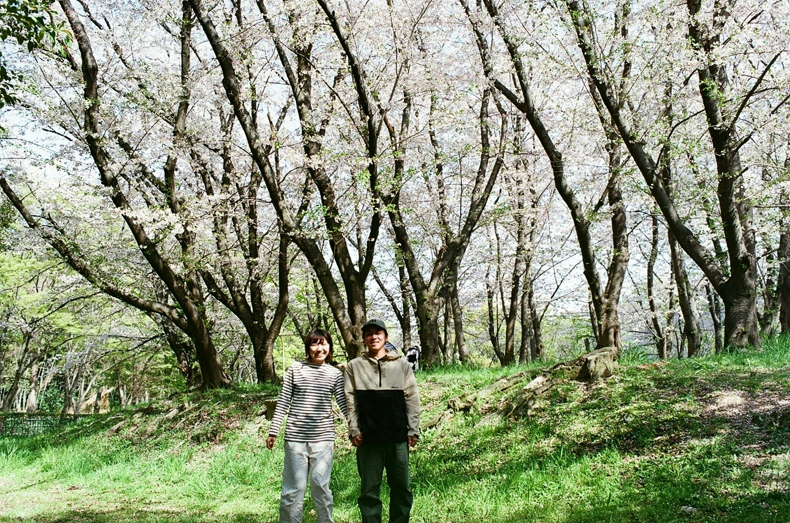 2026-03-cherry-blossom-memory-image-4