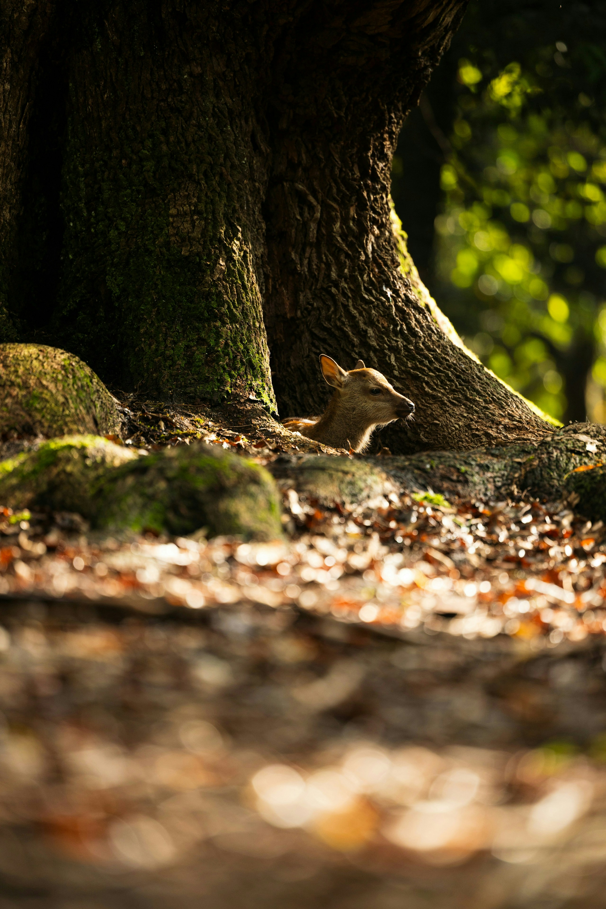 2025-07-seasonal-nature-image-6
