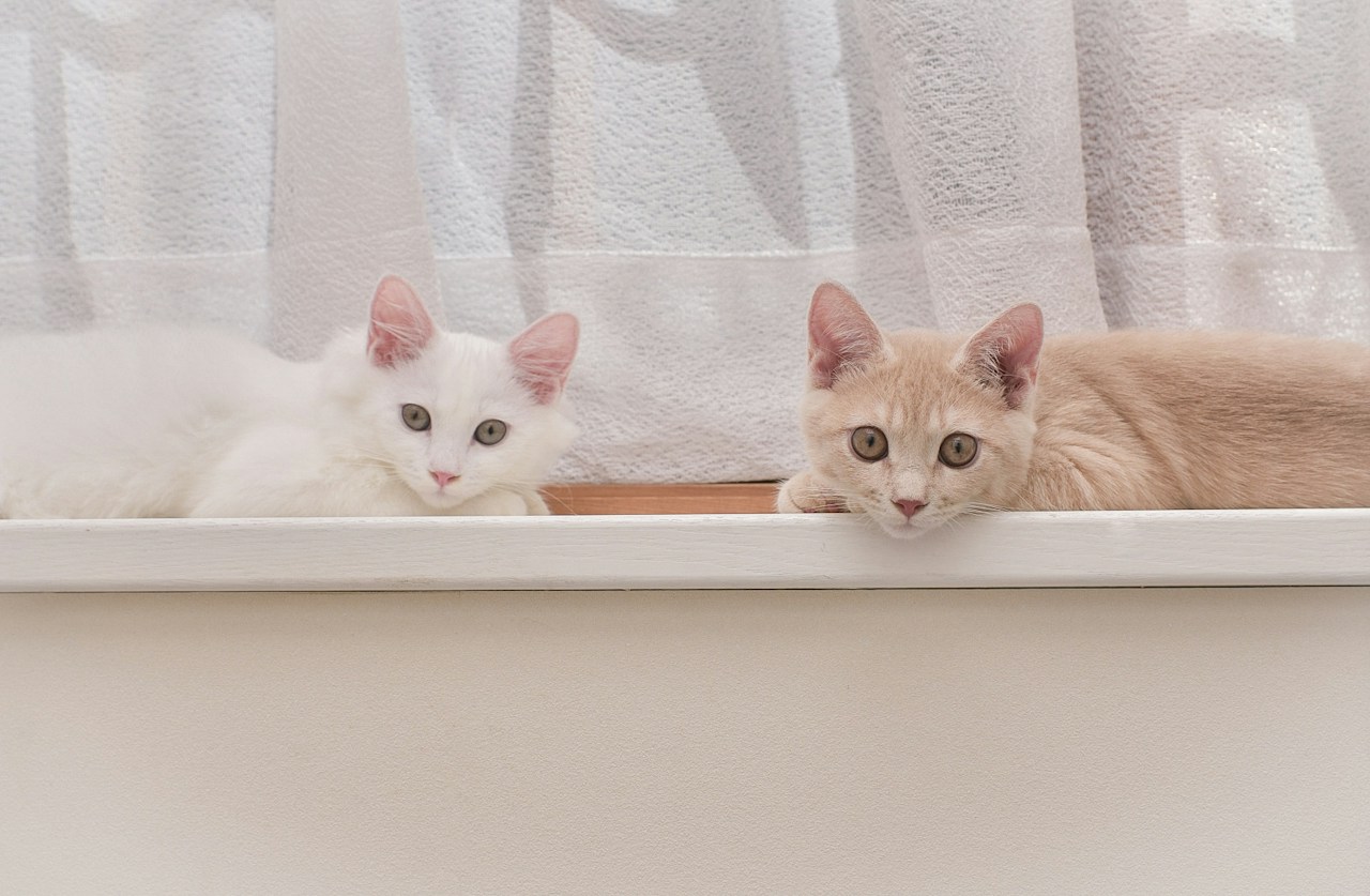 Learning from Life with Your Beloved Cat | Cat Photographer Sayo | ISSUE #31