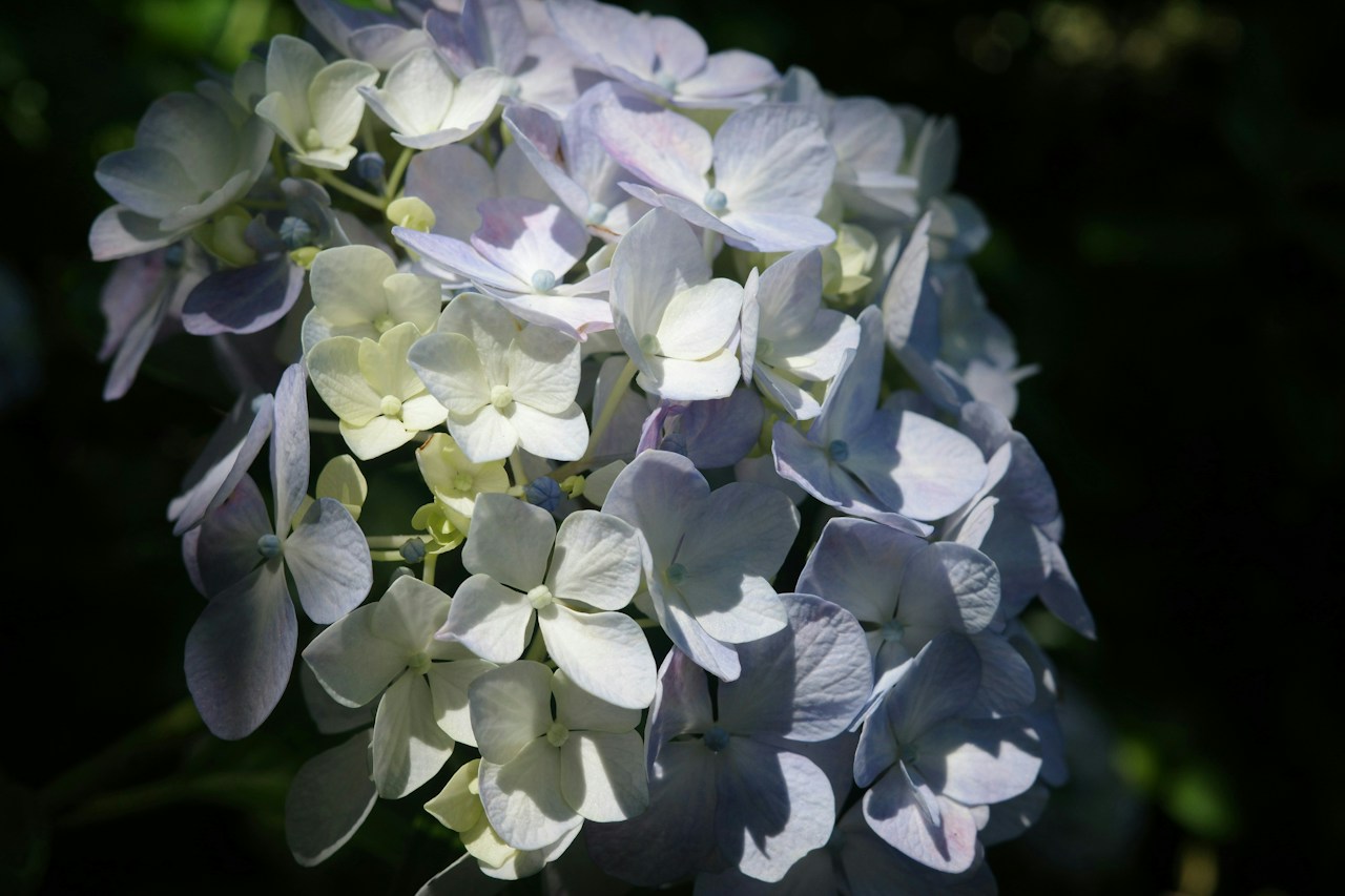 Photo by masa