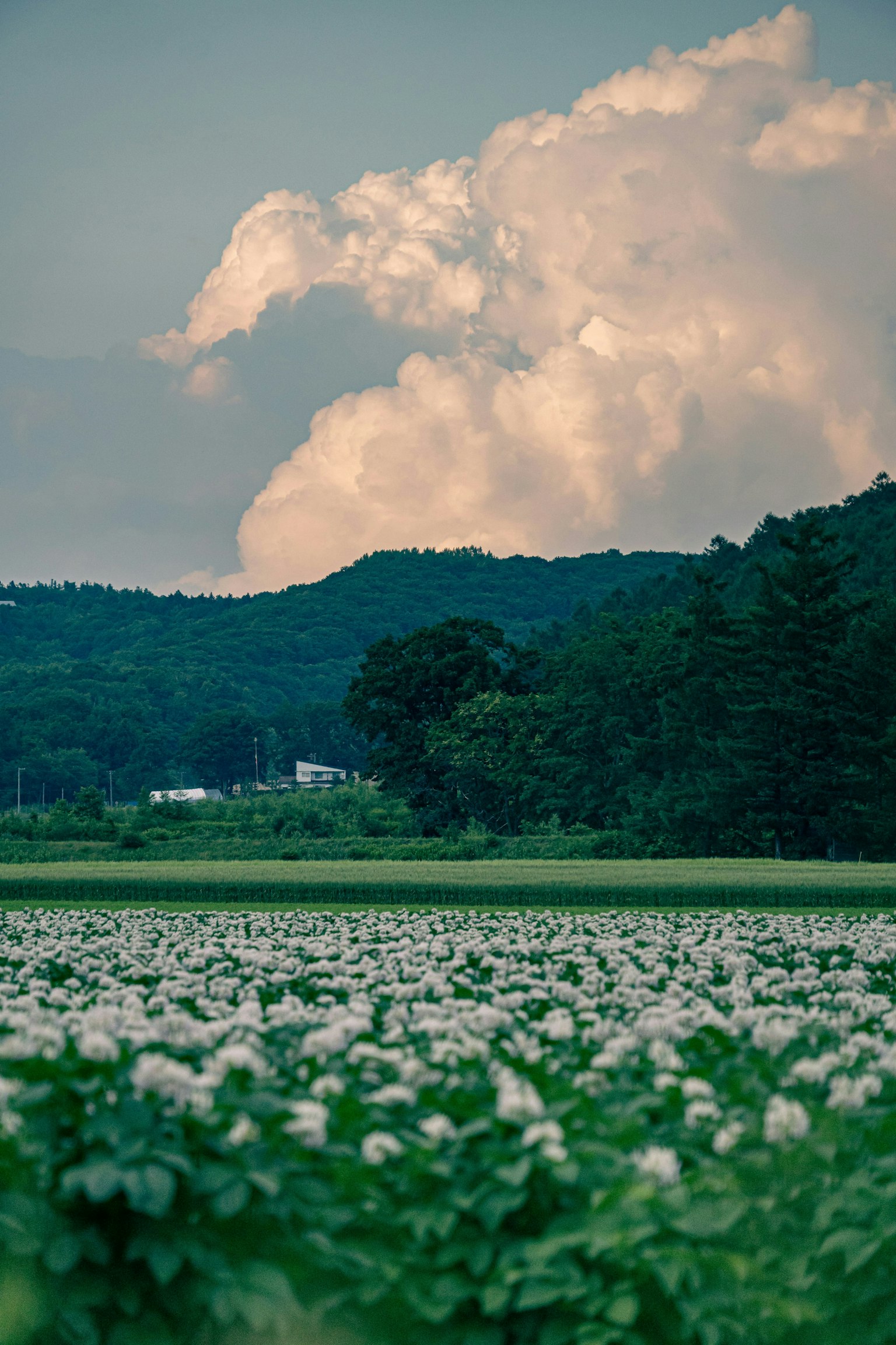 2025-06-sunlit-days-image-10