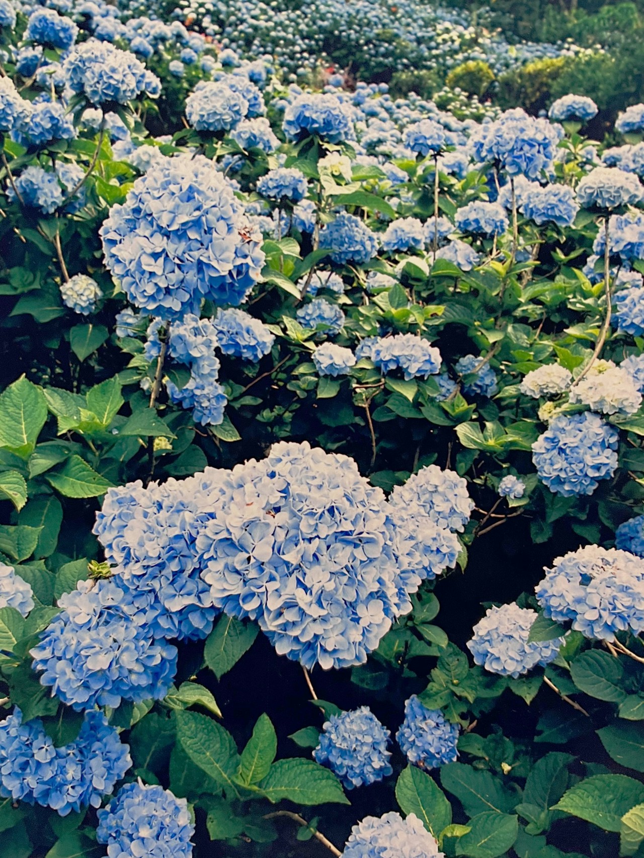 Image by 永山敏也