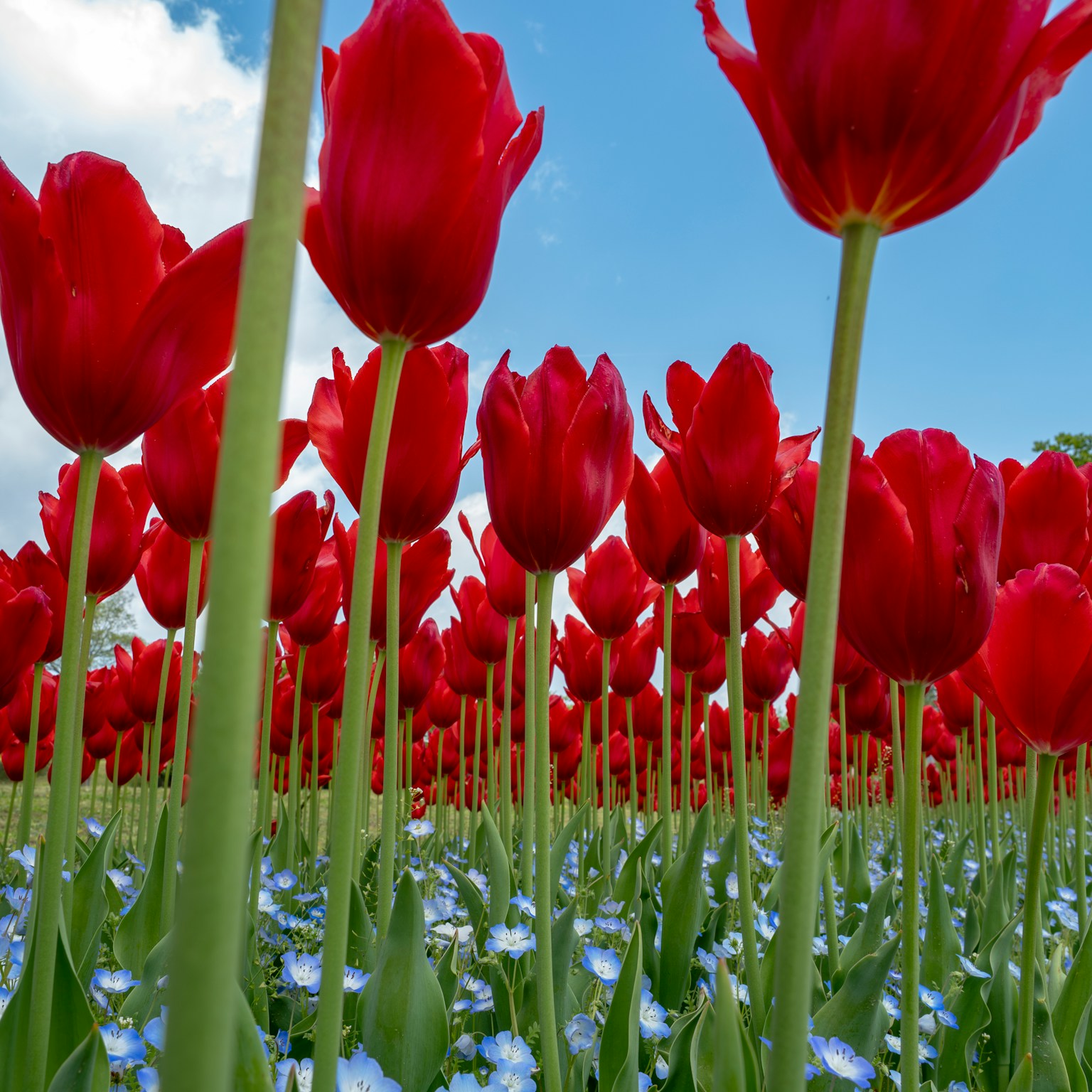 2024-06-flower-cover-image