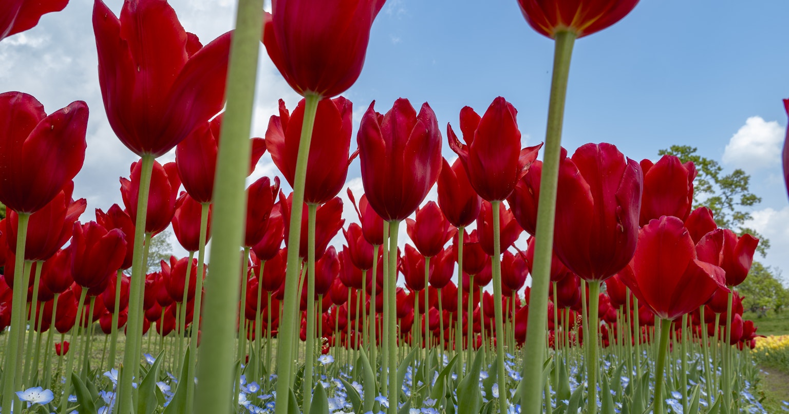 2024-06-flower-cover-image