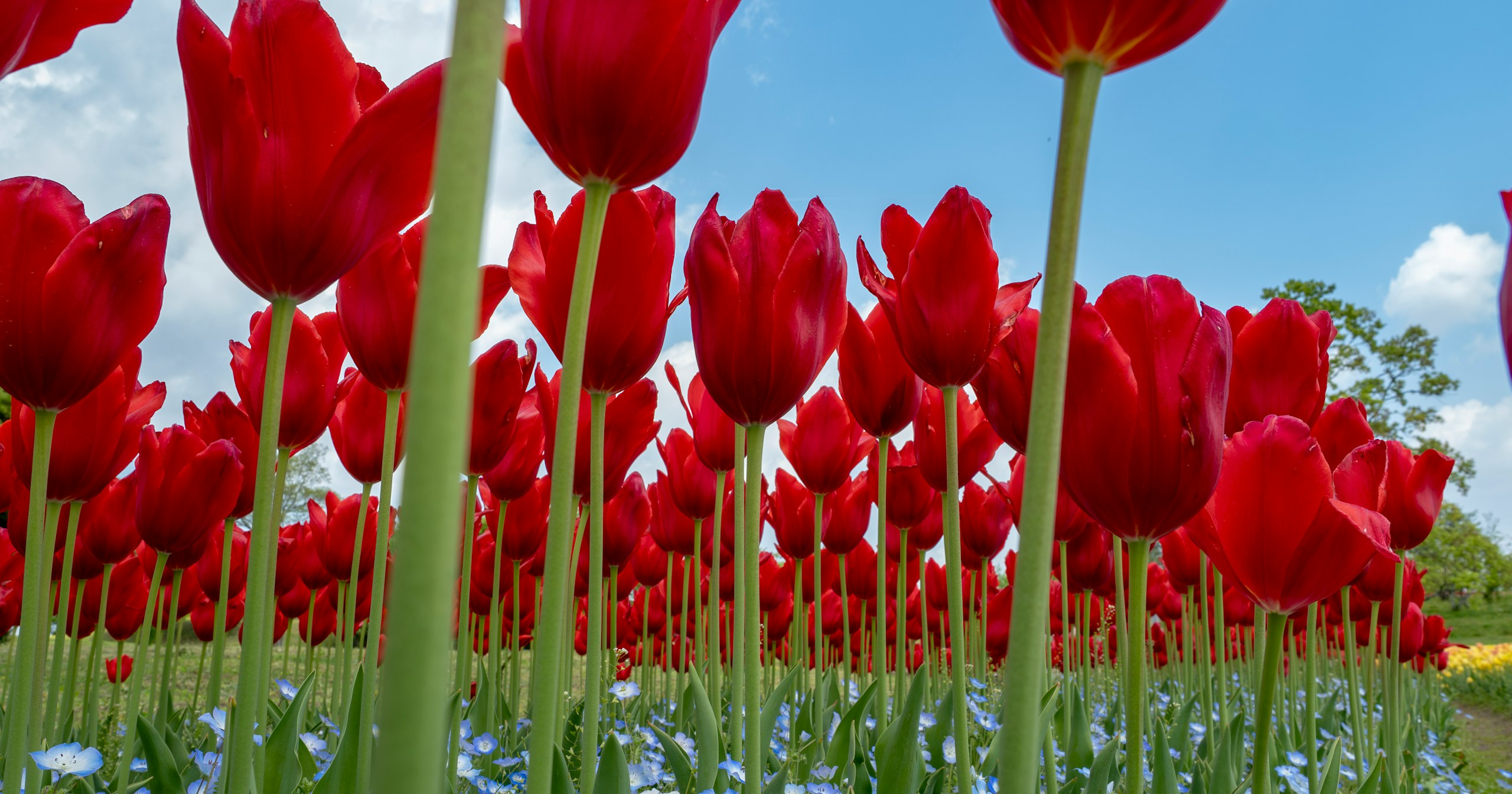 2024-06-flower-cover-image