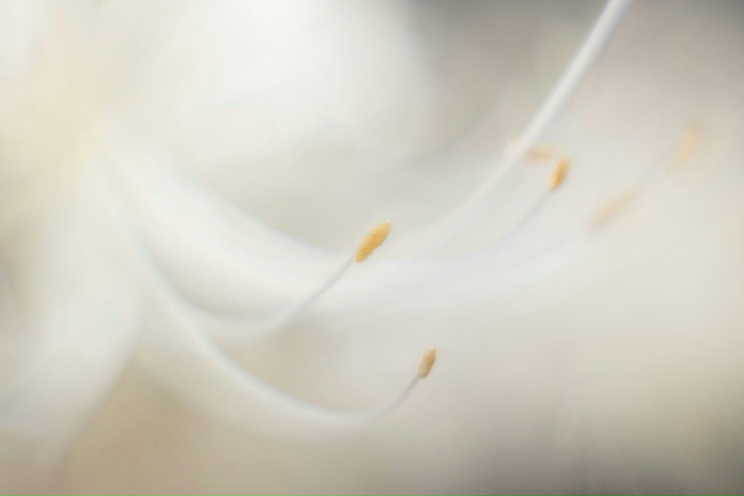 2025-01-white-collection-award-image-12