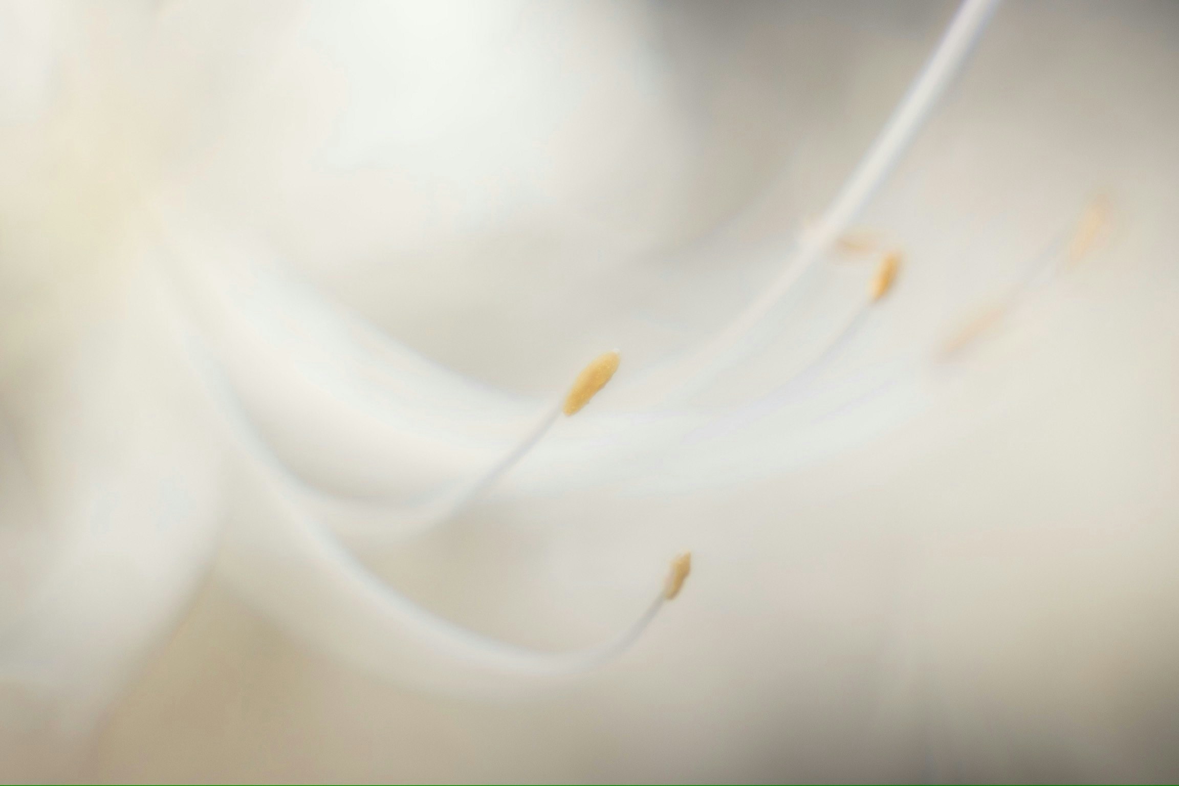 2025-01-white-collection-award-image-12