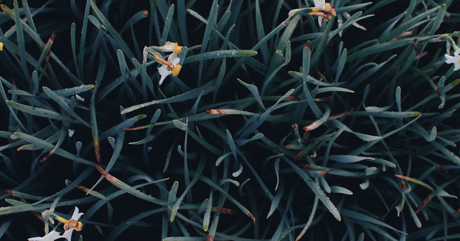 2024-07-nikon-z-mount-lens-cover-image