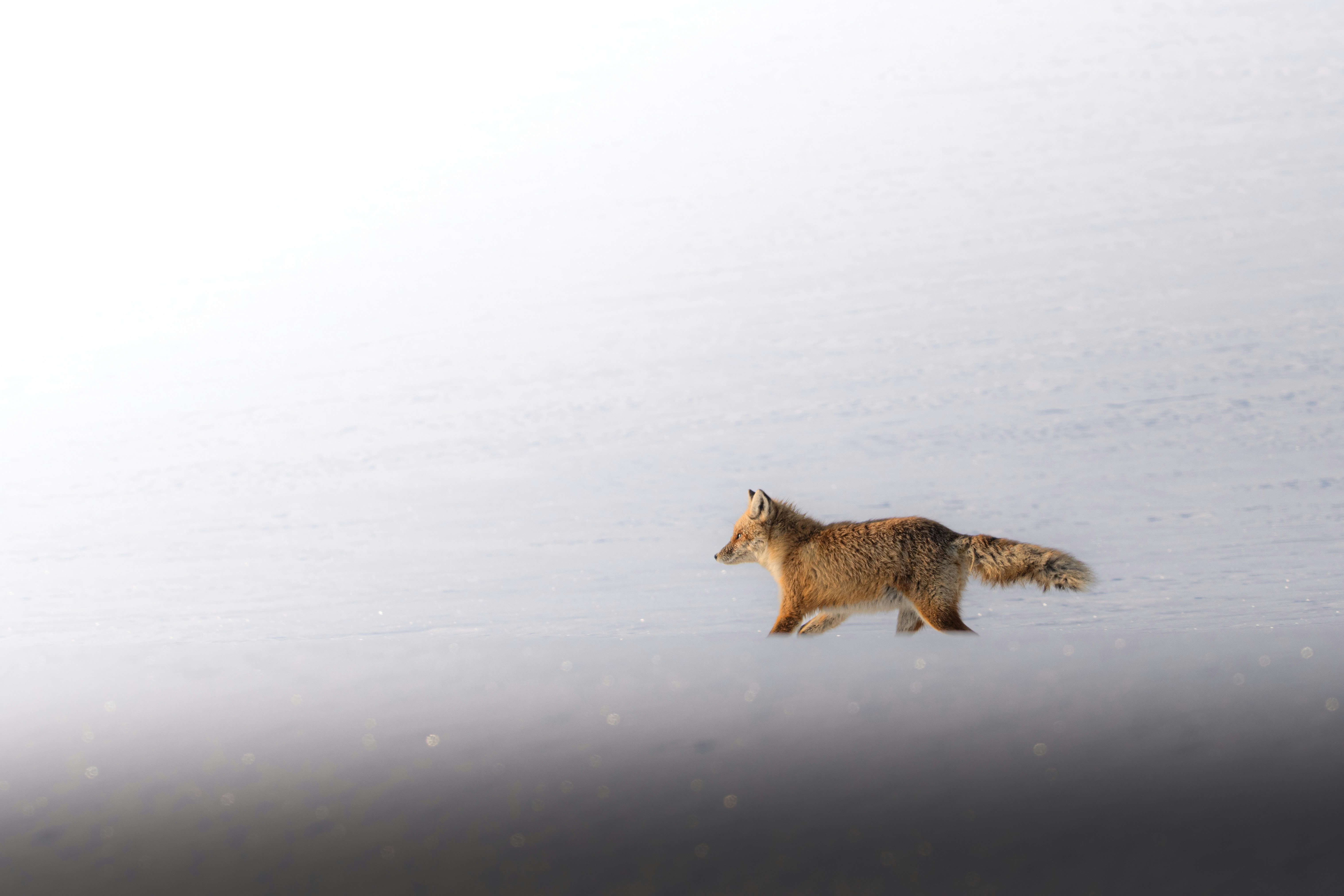 2025-11-light-focused-wildlife-cover-image