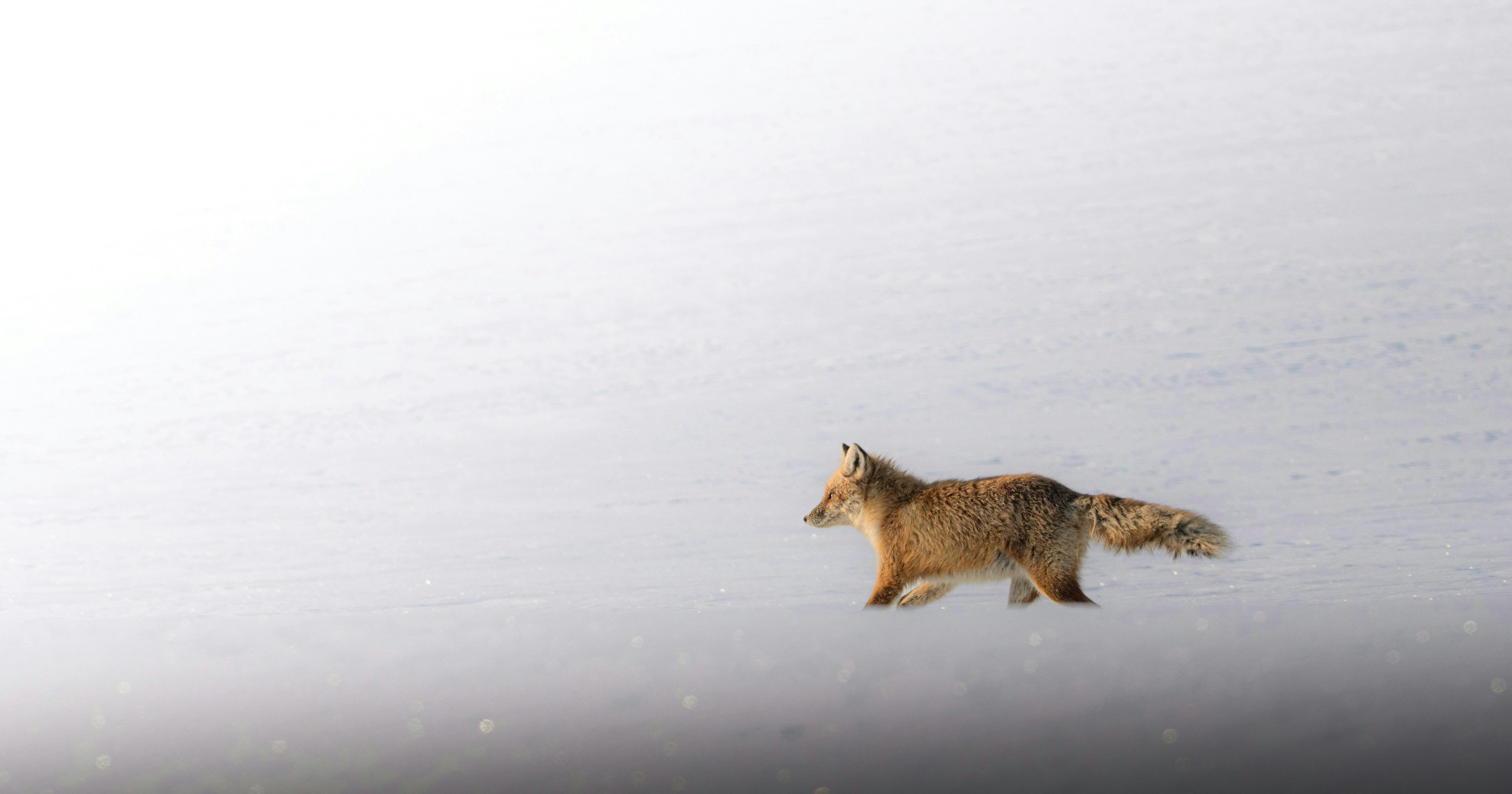 Moments sauvages transformés par la lumière : maîtrisez la photographie animalière | Focus #571
