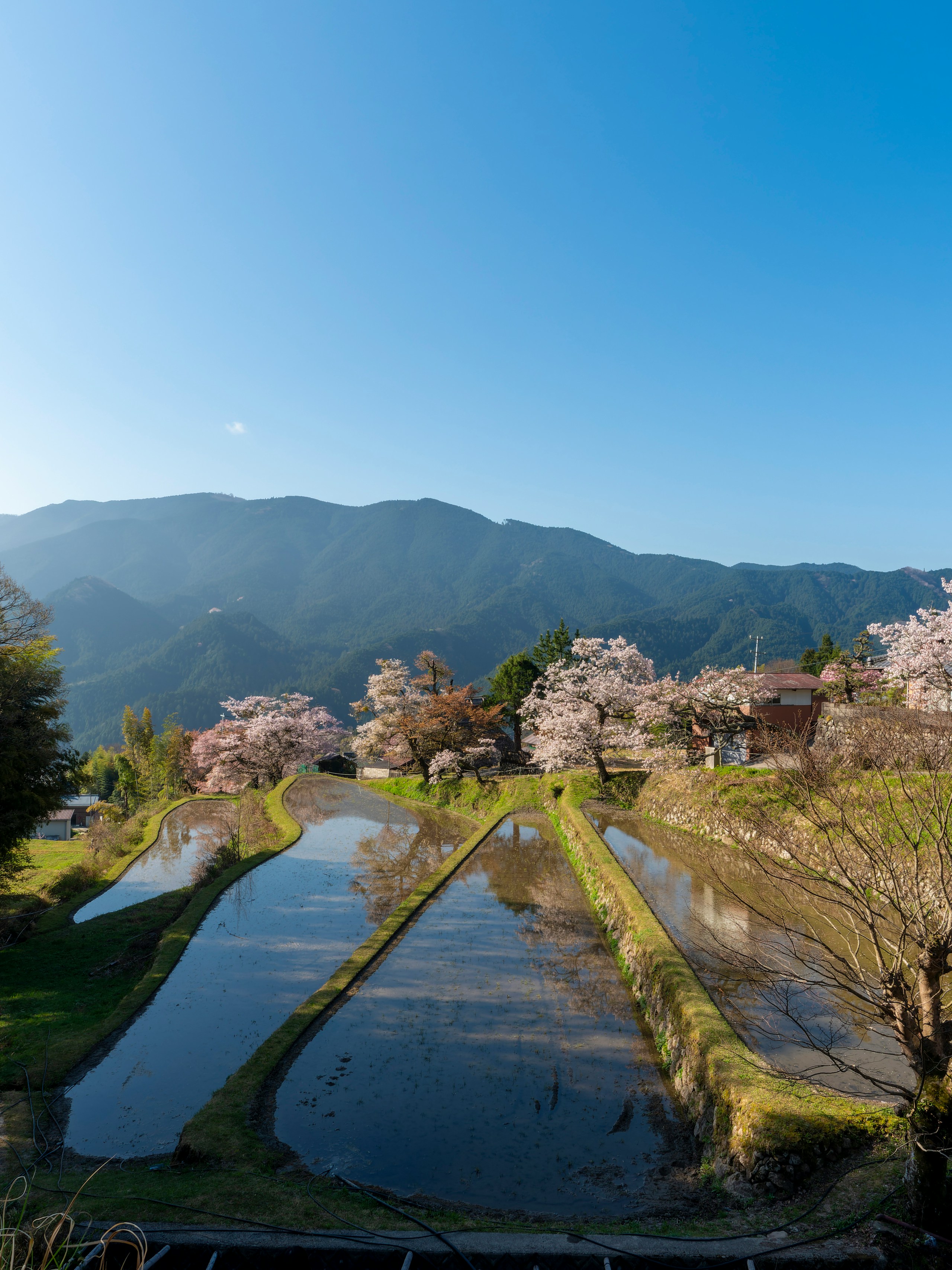 2024-03-spring-melody-image-12