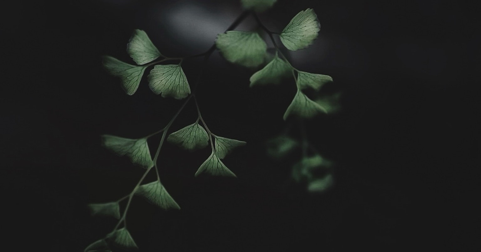 2024-05-silent-nature-cover-image