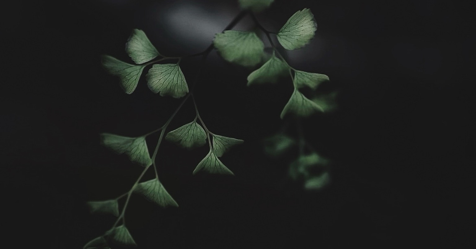 2024-05-silent-nature-cover-image