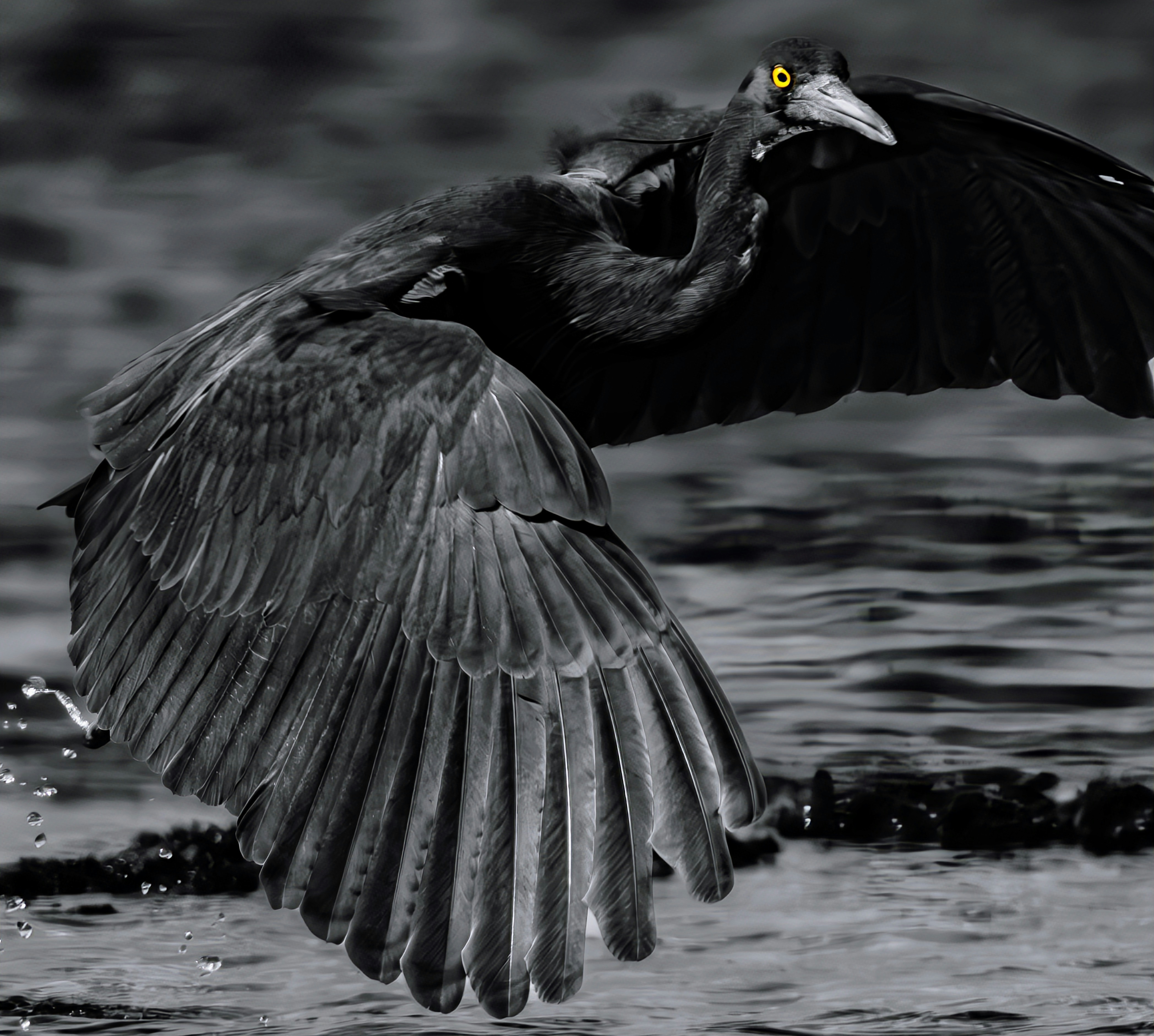 2025-11-light-focused-wildlife-image-13
