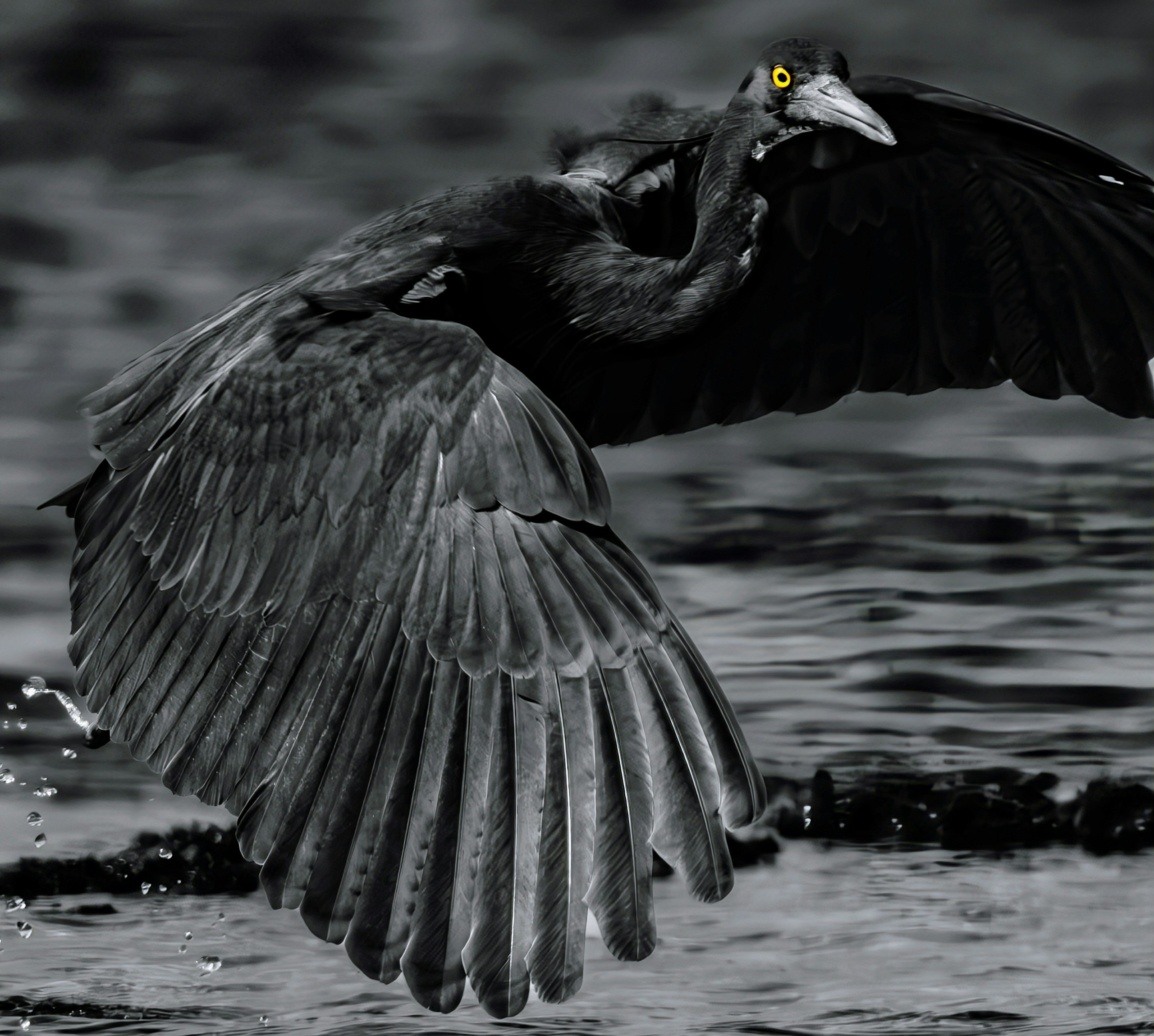 2025-11-light-focused-wildlife-image-13