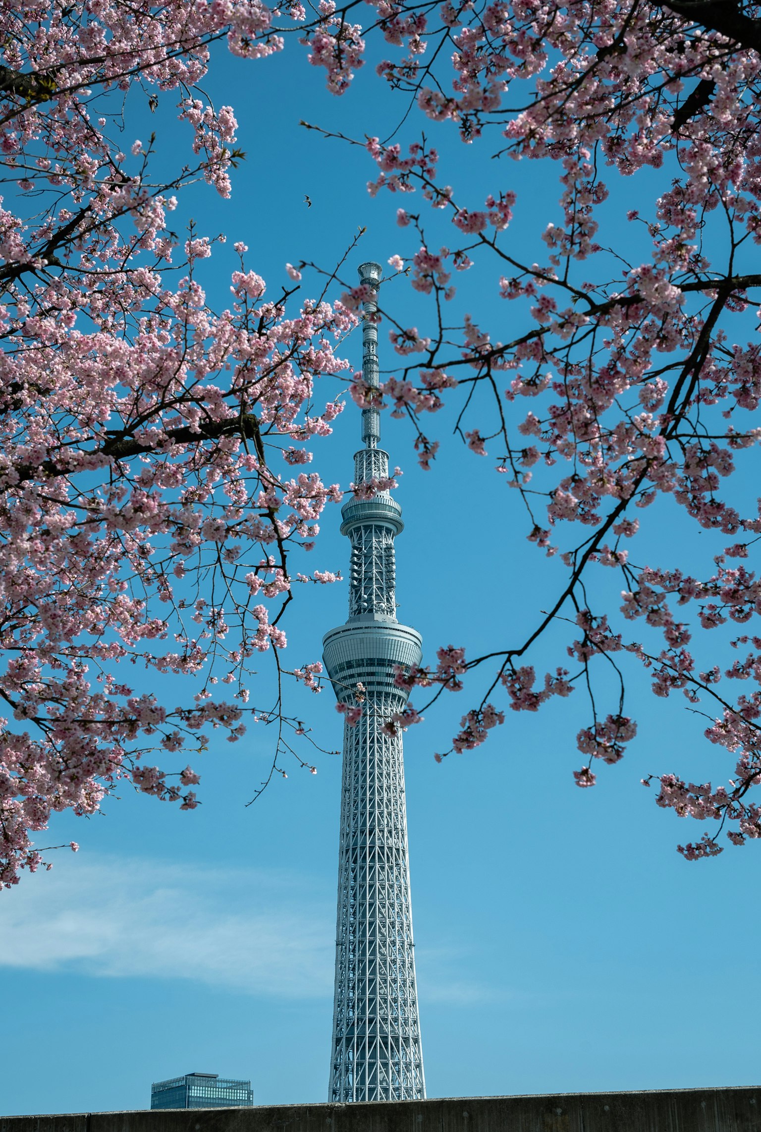 2024-02-skytree-image-5