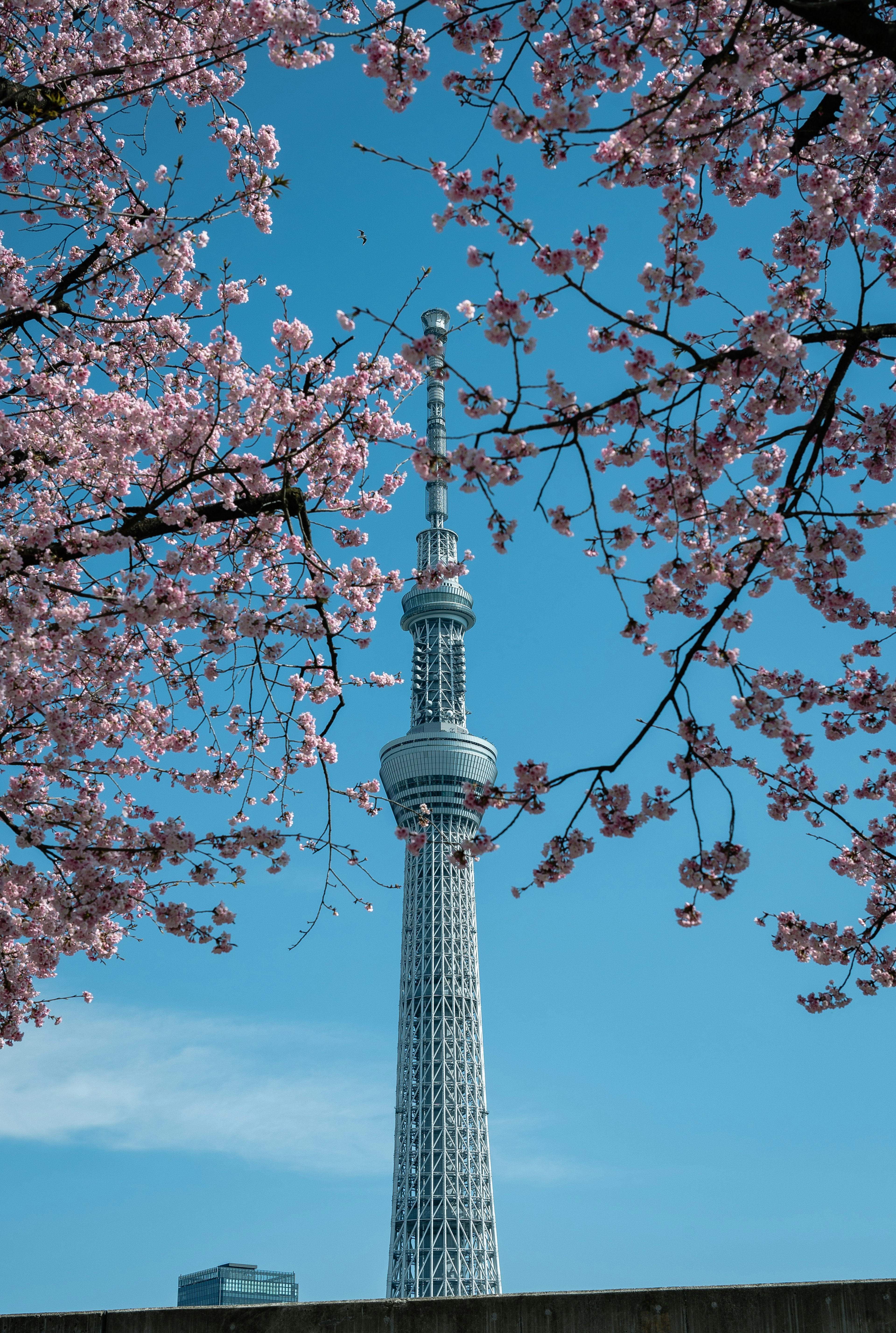 2024-02-skytree-image-5